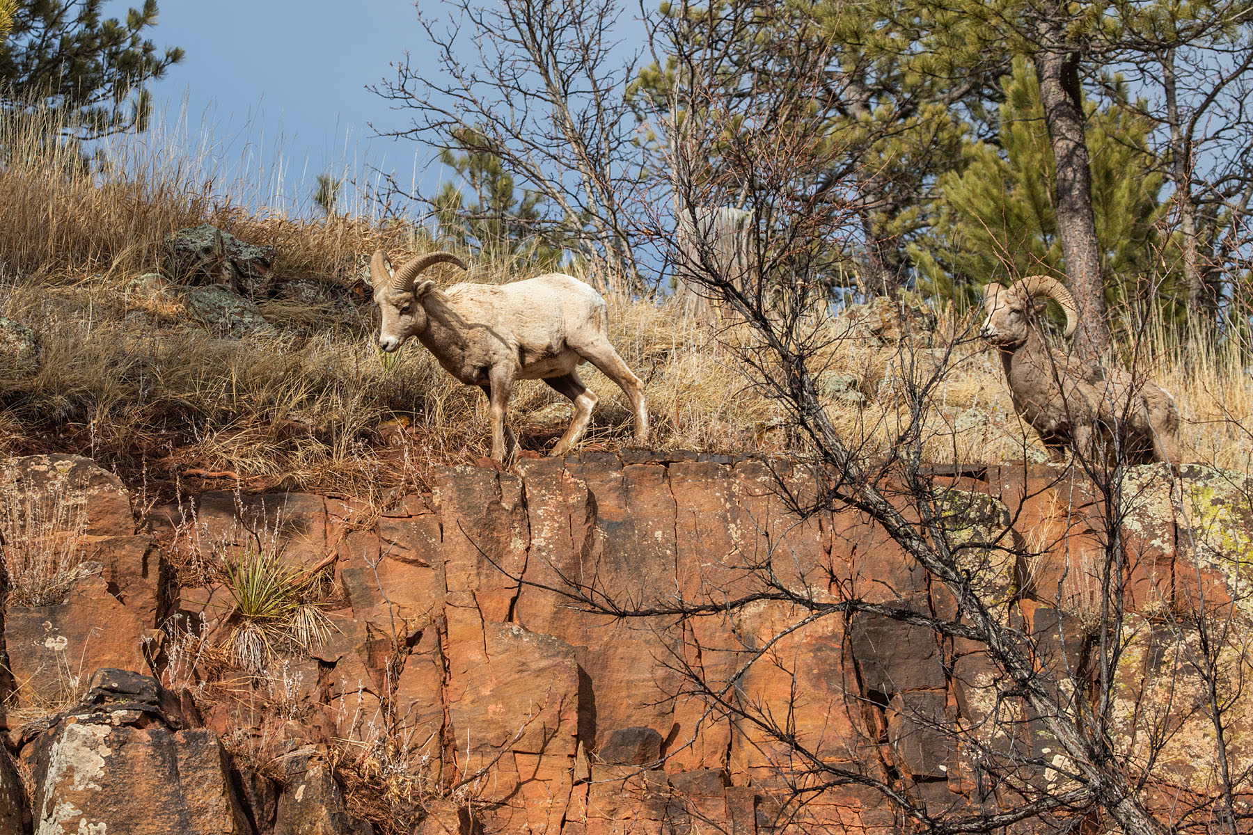 Bighorns on the rocks above Custer State Park Visitor Center.  Click for next photo.