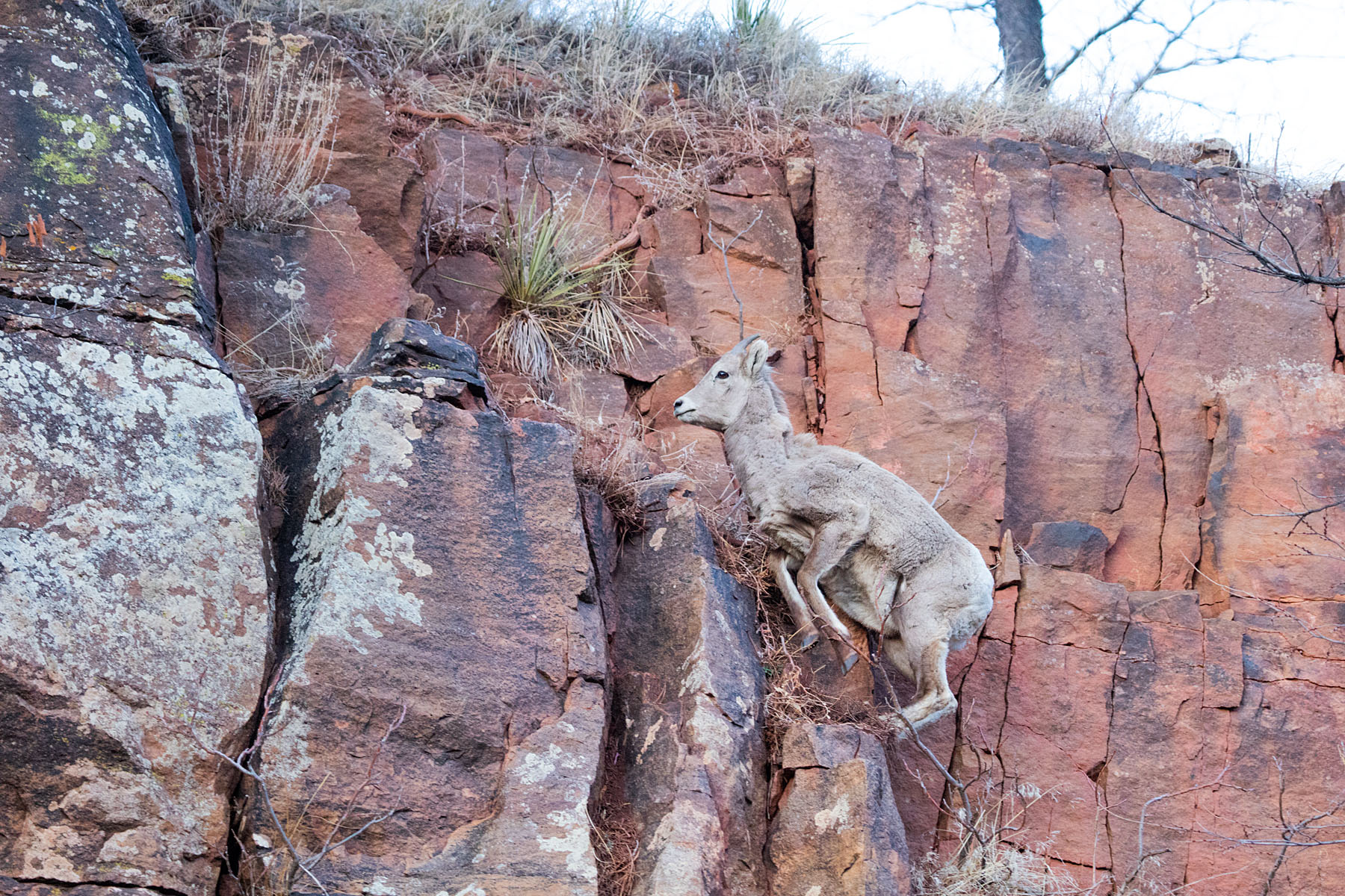 Bighorn lamb climbing the rocks behind Custer State Park Visitor Center.  Click for next photo.
