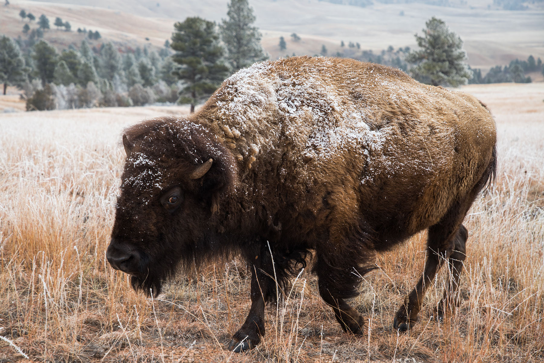 Bison covered with frost after brushing against tree, Wind Cave National Park.  Click for next photo.