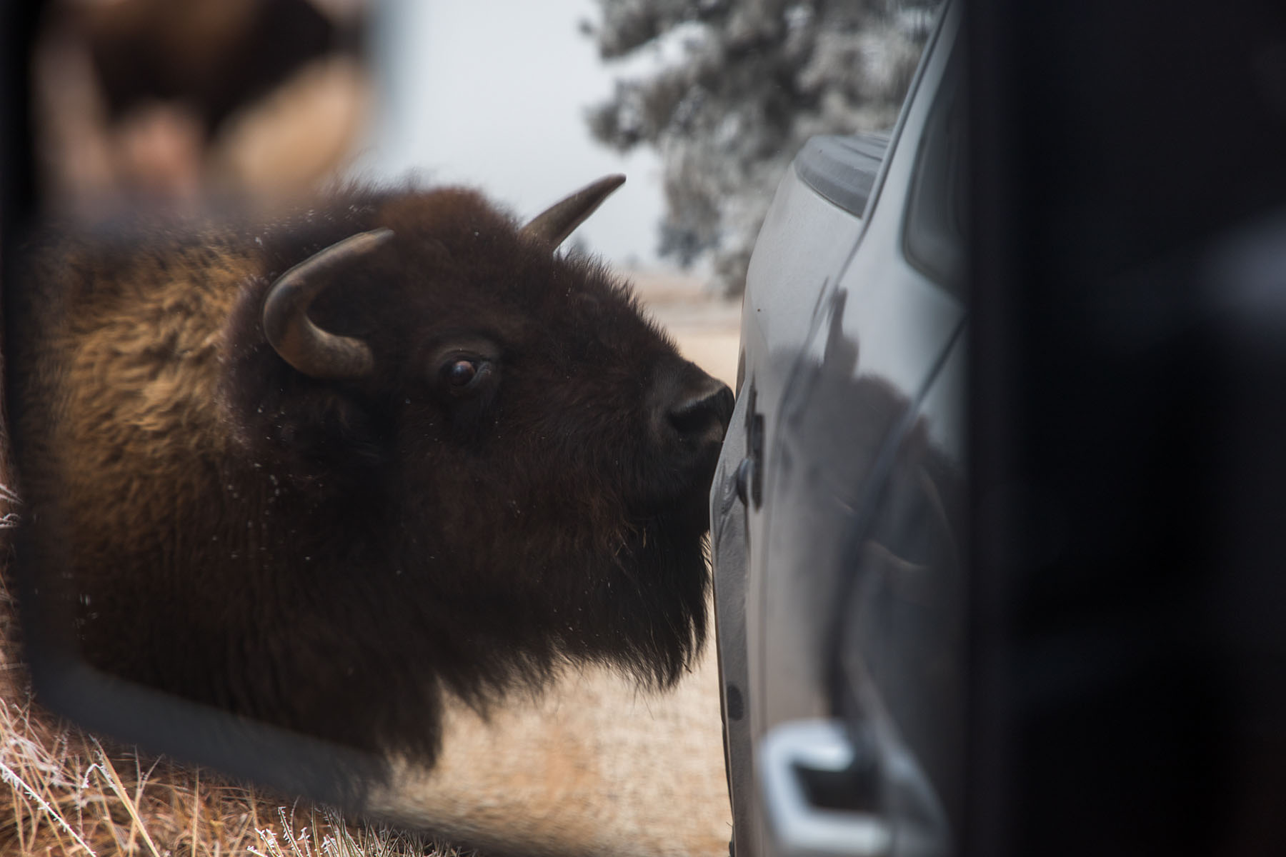 One of five bison who surrounded my truck to lick off the road grime, which apparently contains some essential minerals, Wind Cave National Park.  Click for next photo.