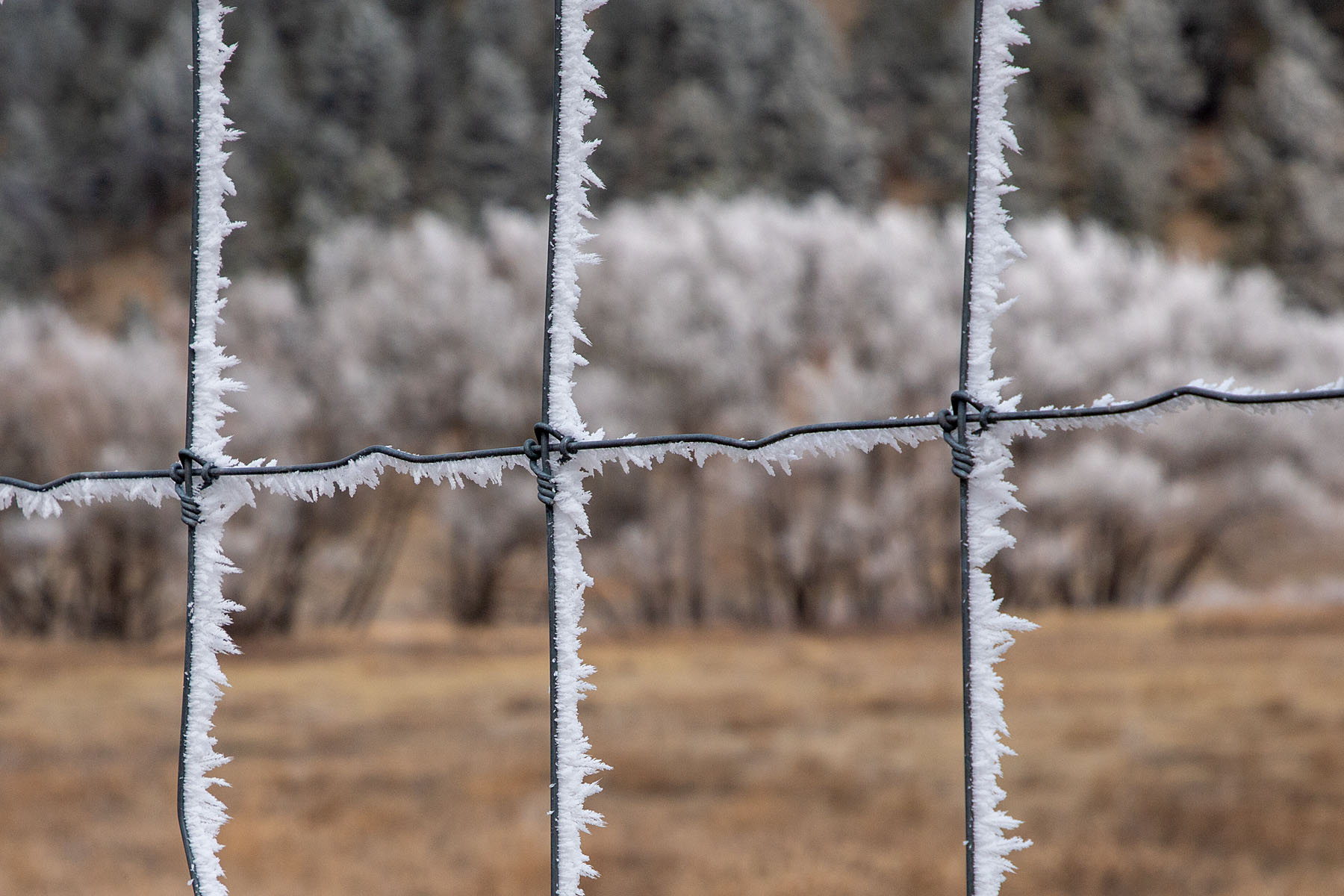 Ice crystals forming on the fence dividing Custer and Wind Cave parks.  Click for next photo.