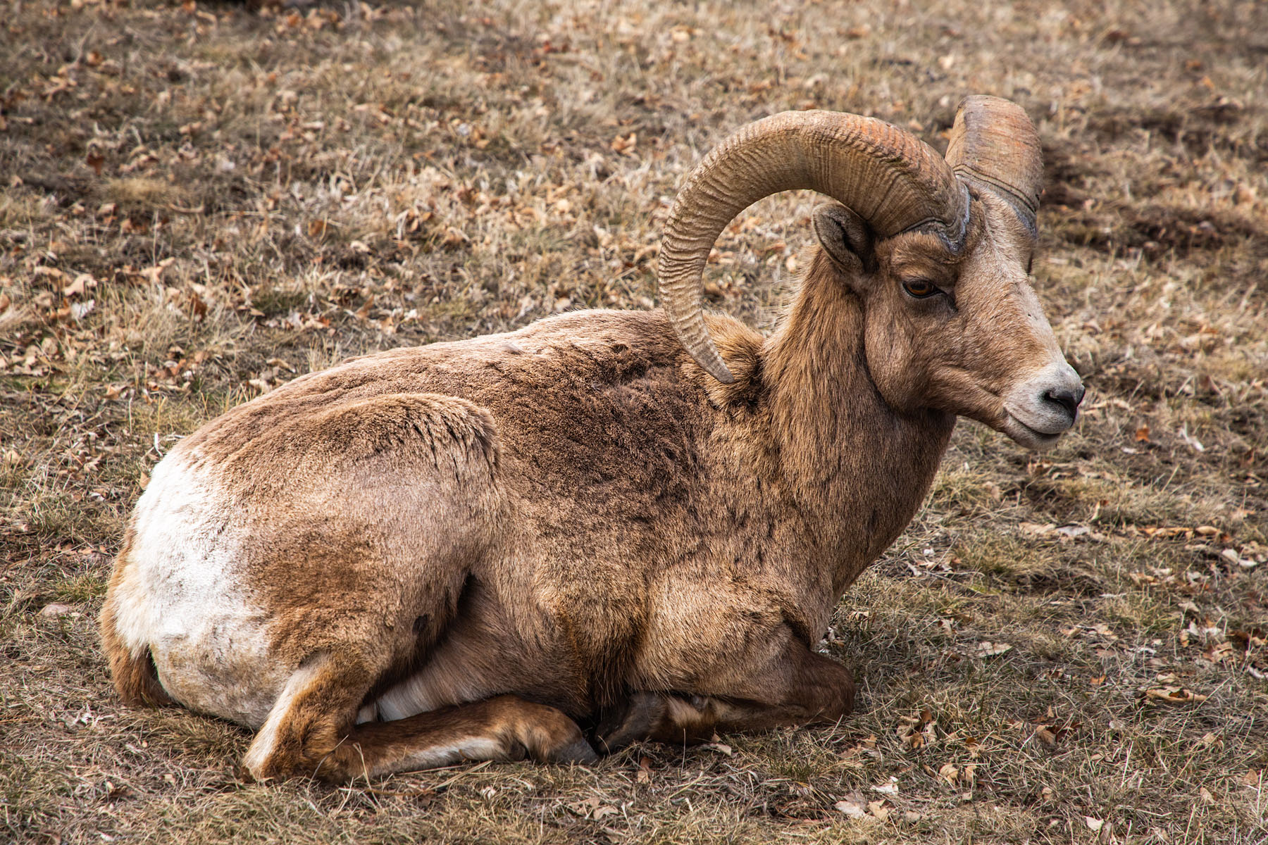 Bighorn ram resting in the Custer State Park Visitor Center parking lot.  Click for next photo.