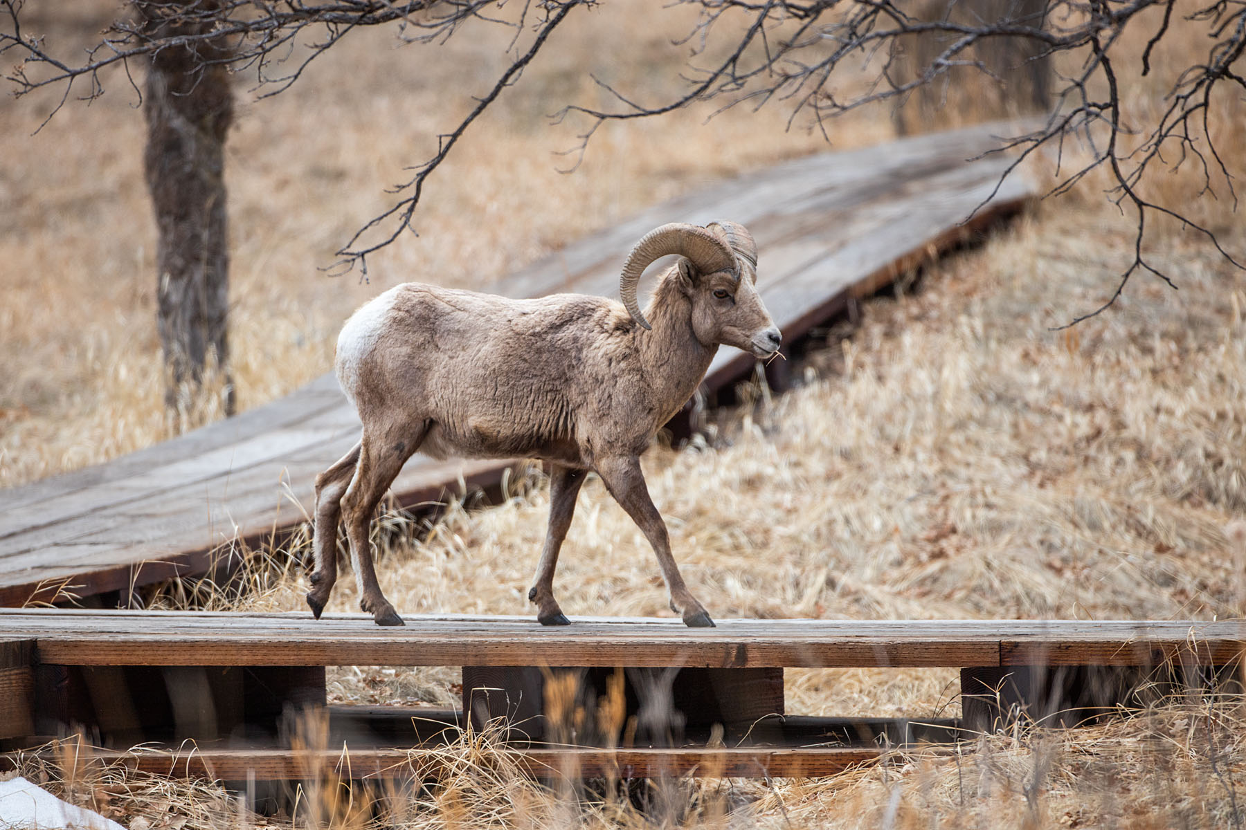 Bighorn ram on the boardwalk, Custer State Park Visitor Center.  Click for next photo.