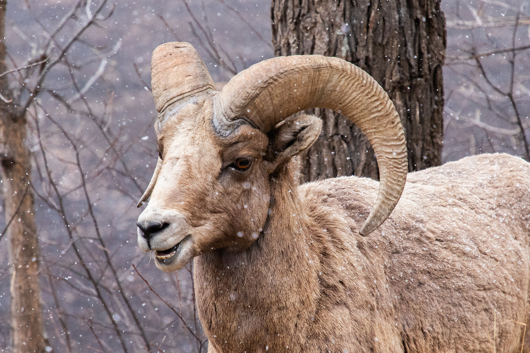 Bighorn ram next to the Custer State Park Visitor Center parking lot.  Click for next photo.
