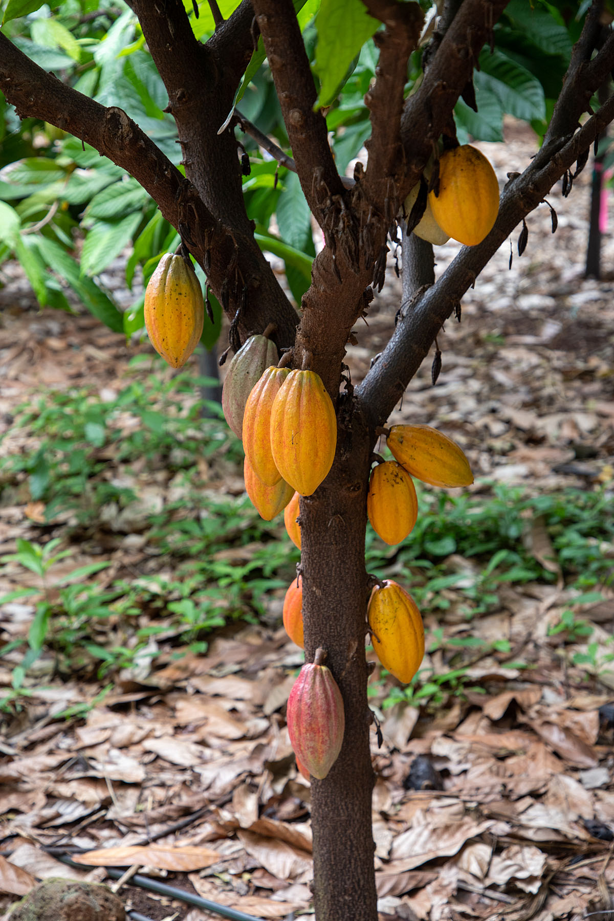 Cocoa plantation, Maui.  Click for next photo.