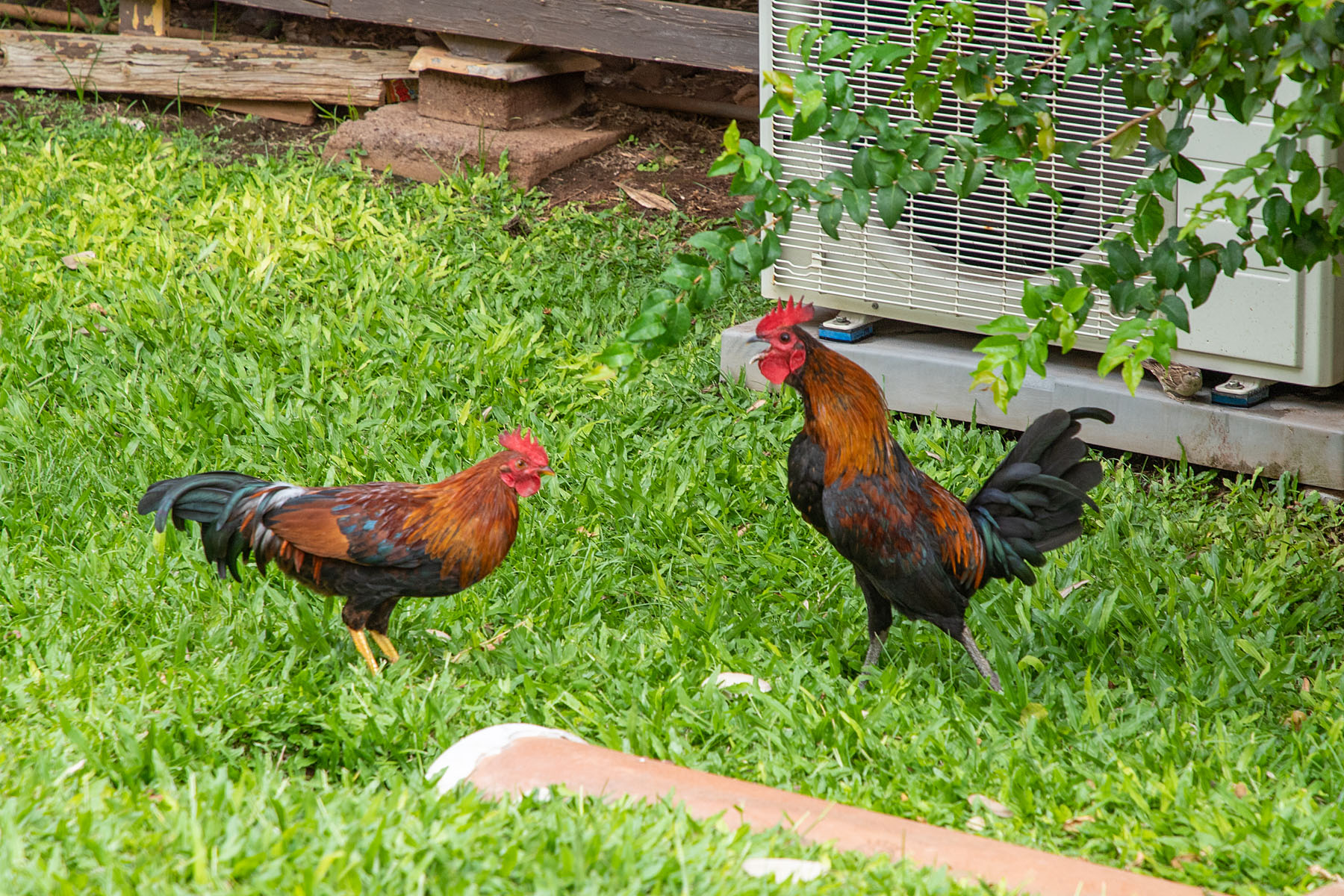 There are chickens running everywhere in Hawaii.  Click for next photo.