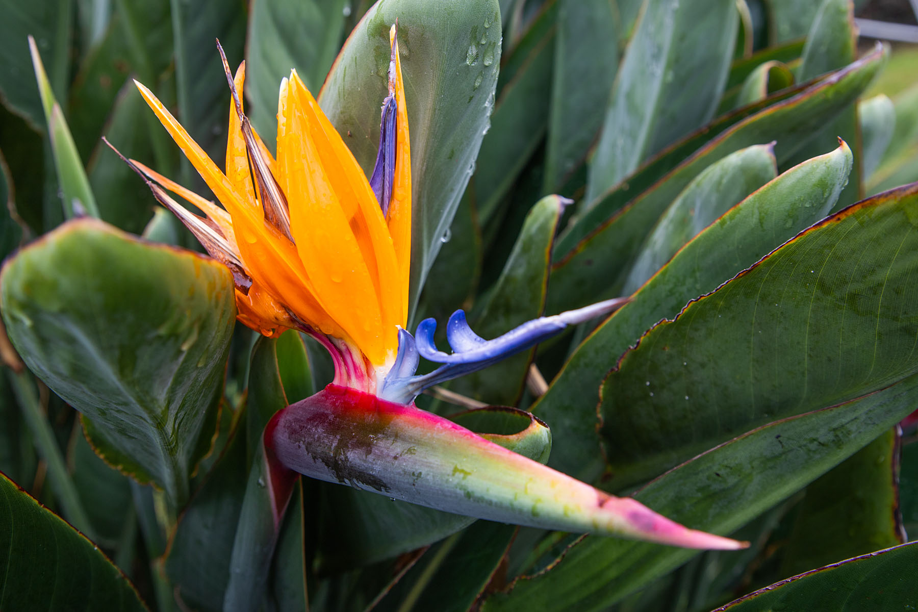 Bird of Paradise in the garden of the Painted Church, the Big Island.  Click for next photo.