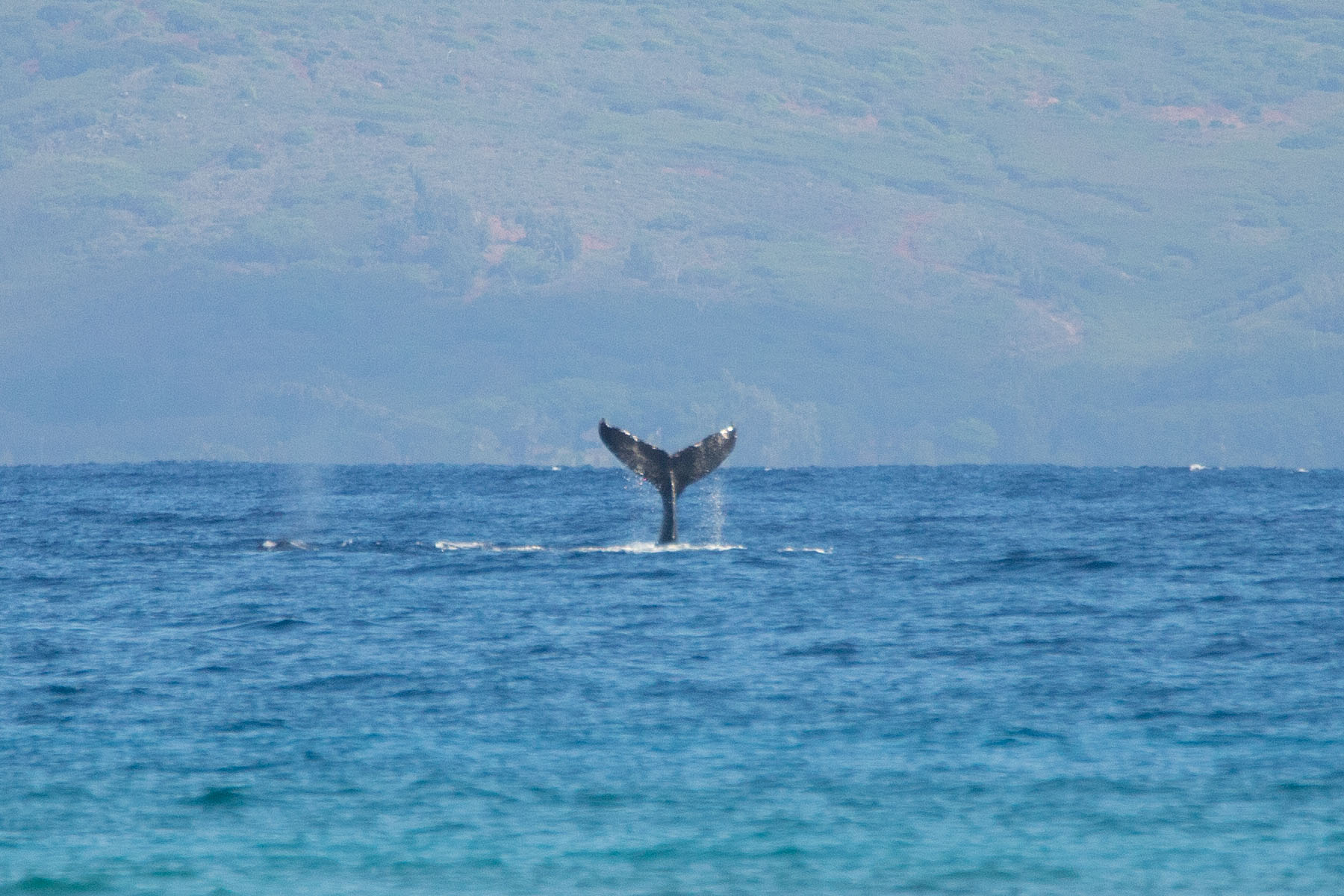Whale tail slapping, taken from the Maui shore.  Click for next photo.