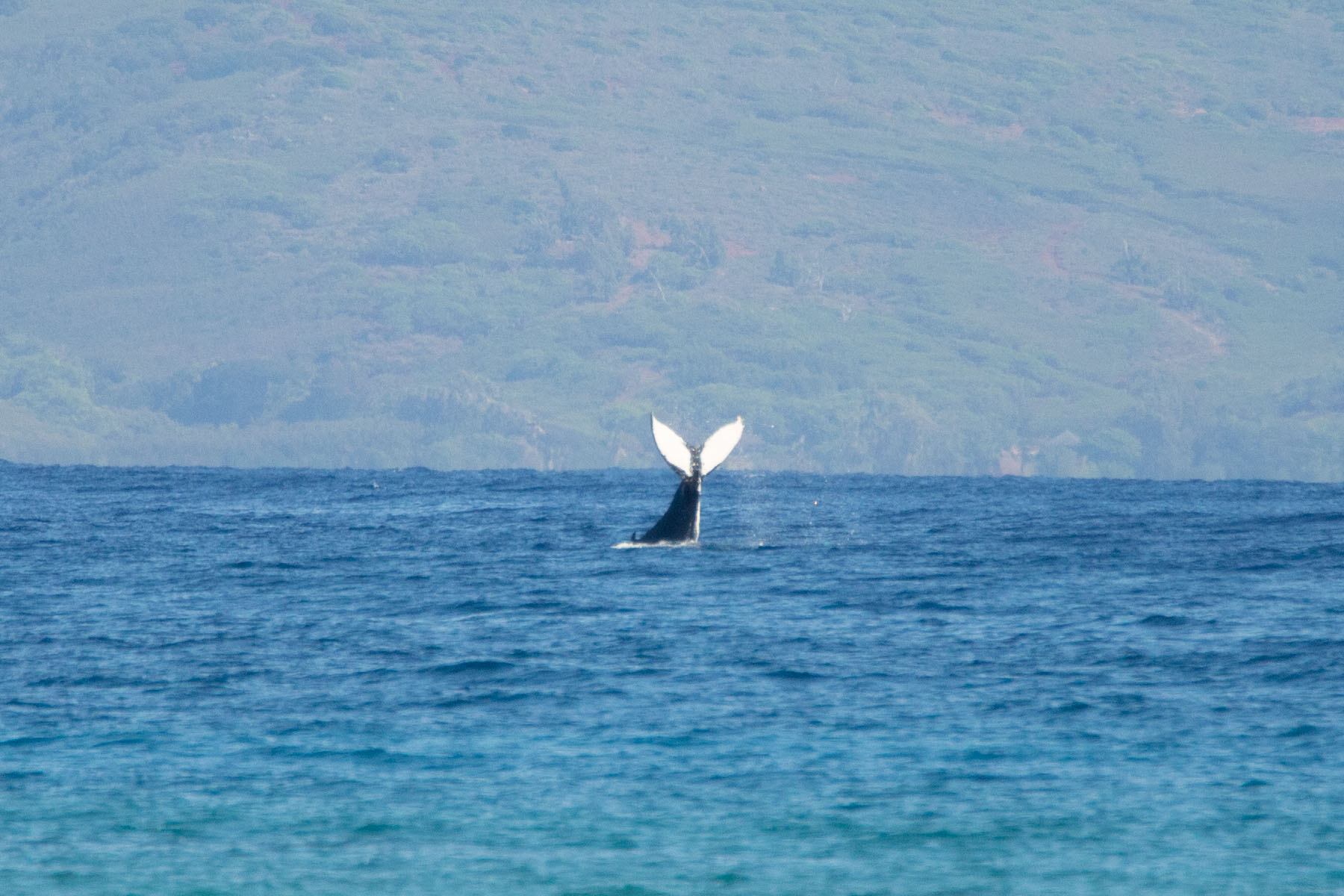 Whale tale slapping, taken from the Maui shore.  Click for next photo.