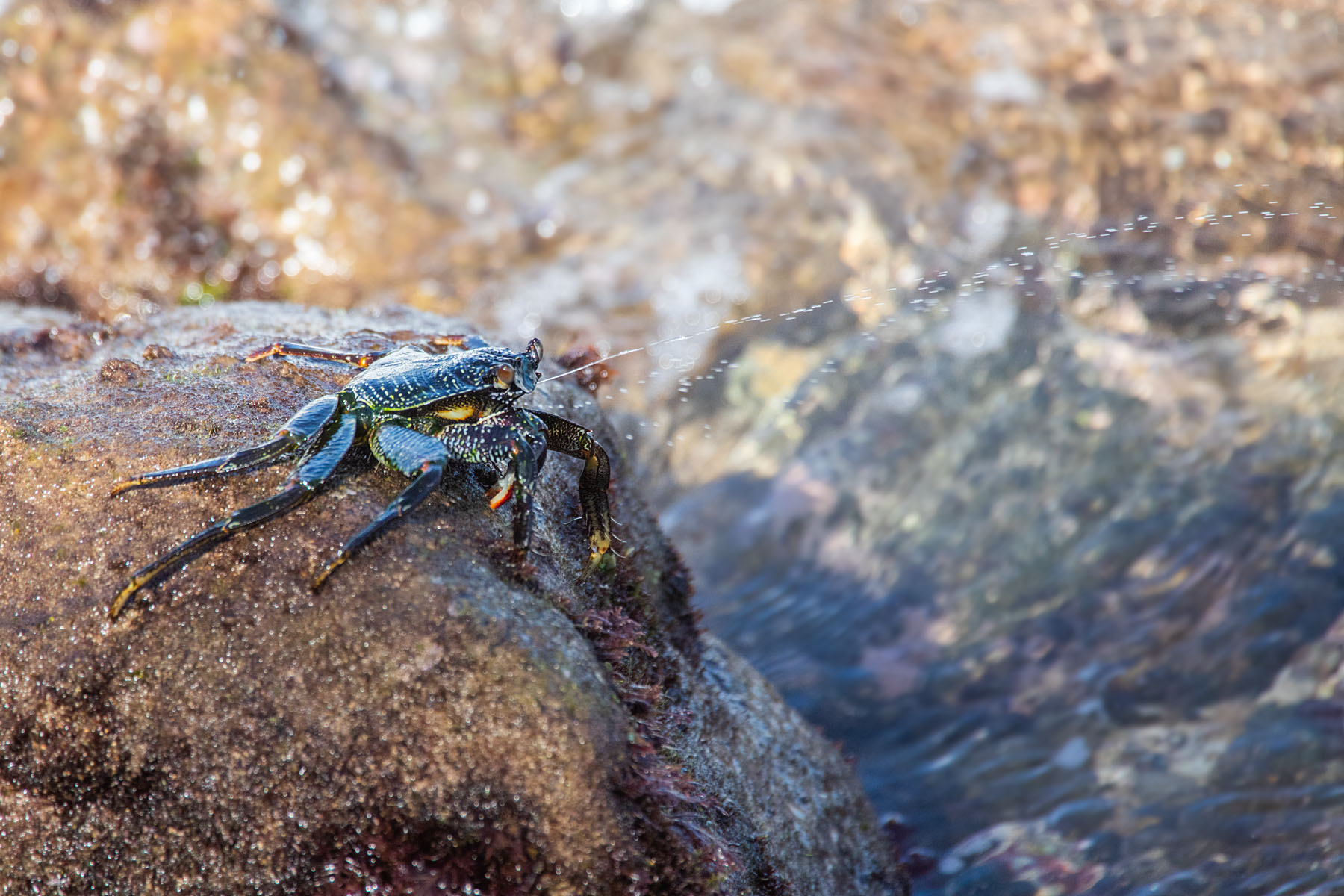 Crab spitting water, Maui.  Click for next photo.