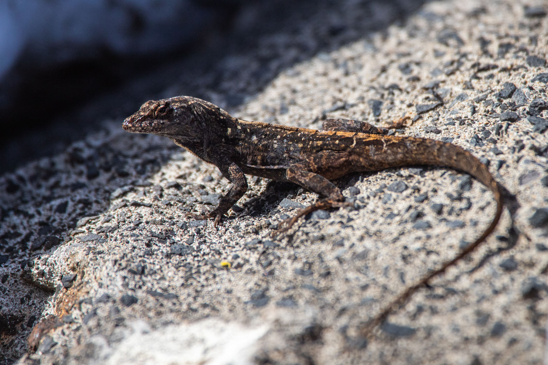 Lizard, Maui.  Click for next photo.