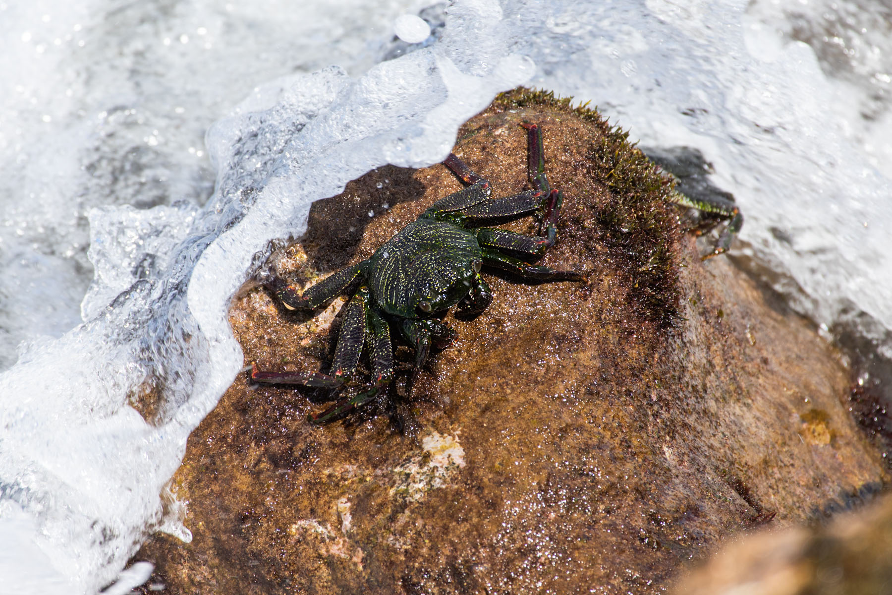 Crab, Maui.  Click for next photo.
