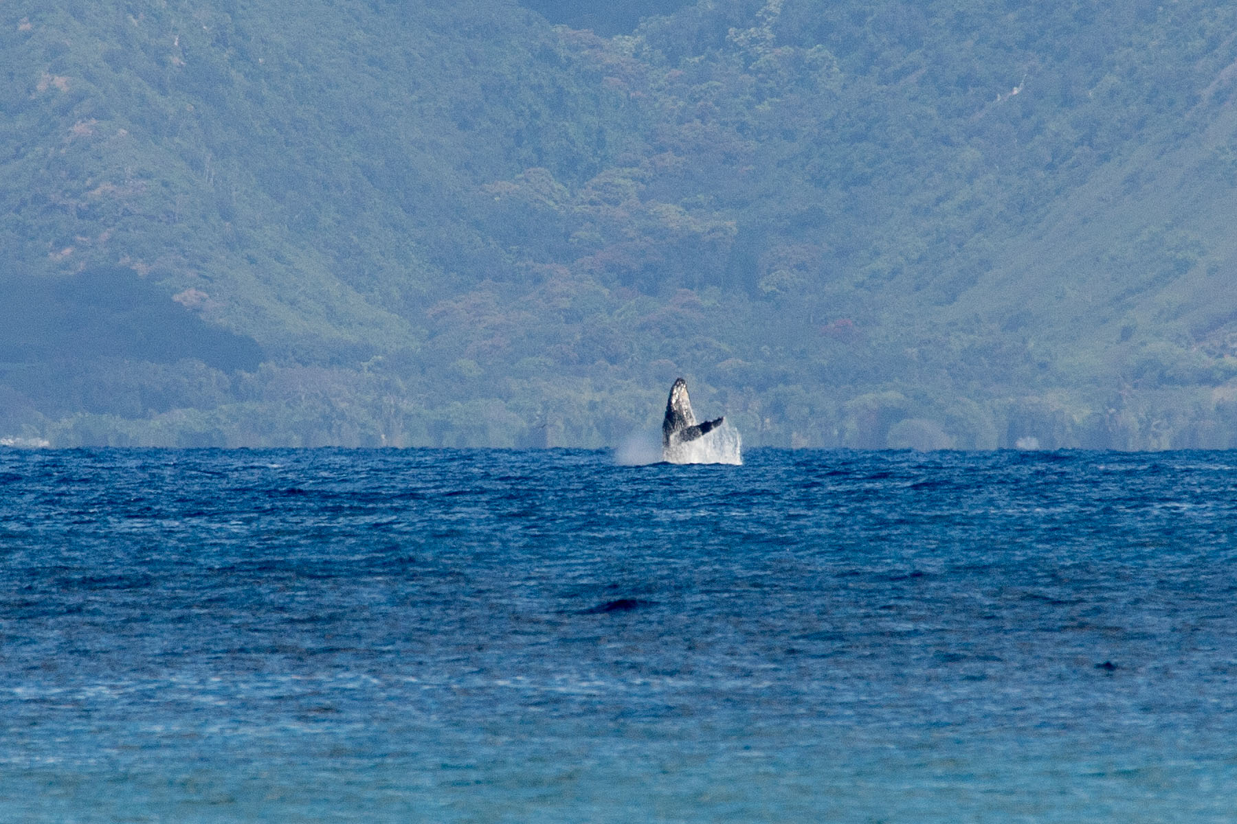 Whale breaching, taken from the Maui shore.  Click for next photo.