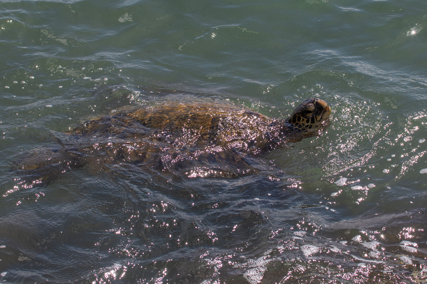 Green Sea Turtle, Maui.  Click for next photo.