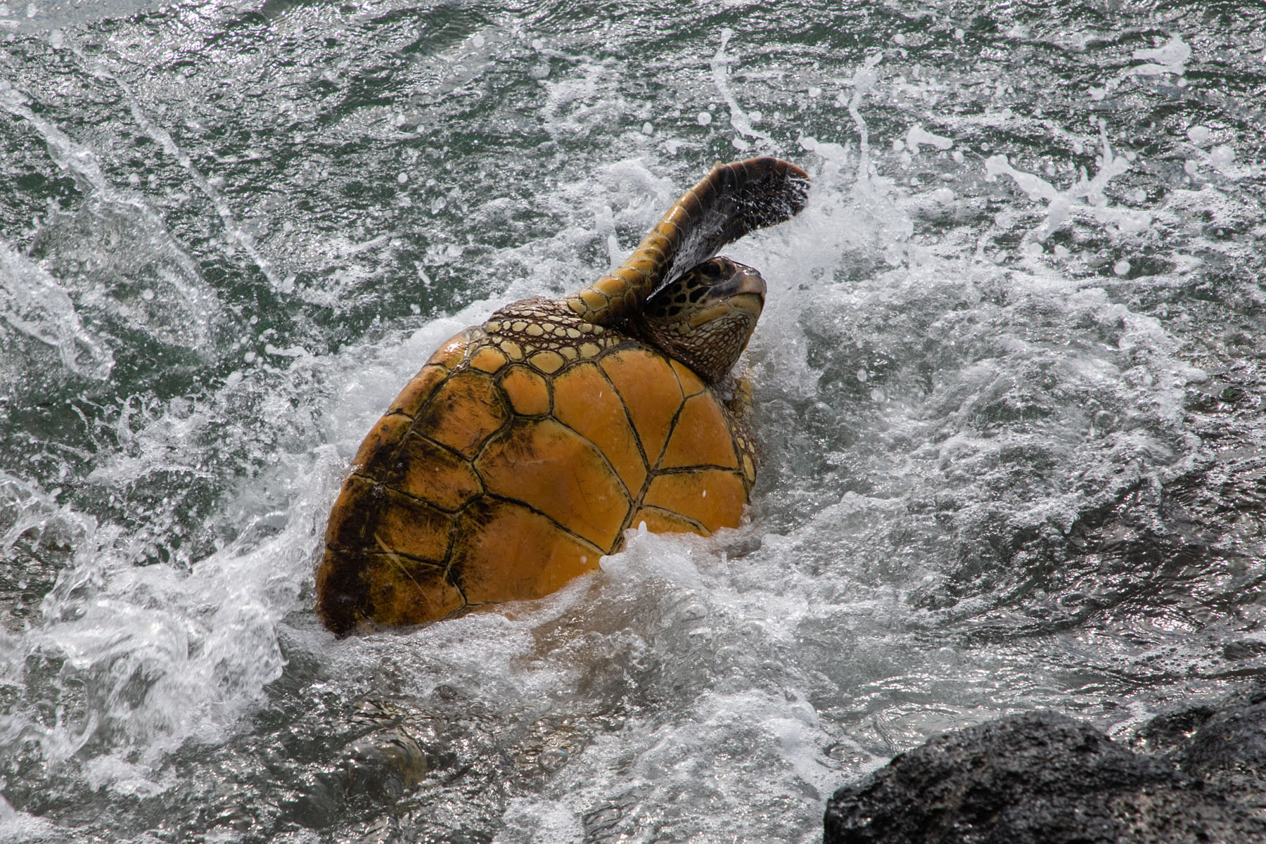 Green Sea Turtle tries to right itself, Maui.  Click for next photo.