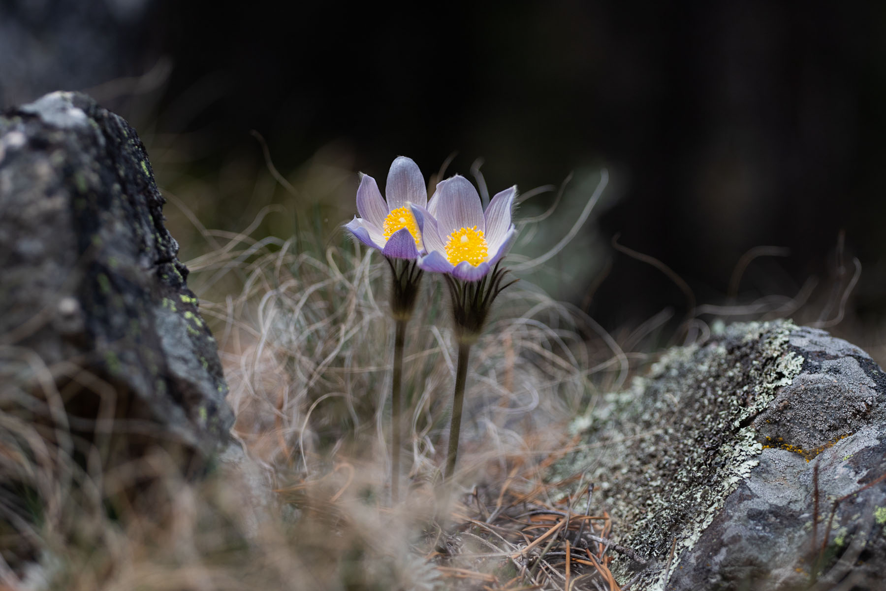 Prairie crocuses, out in the woods.  Click for next photo.