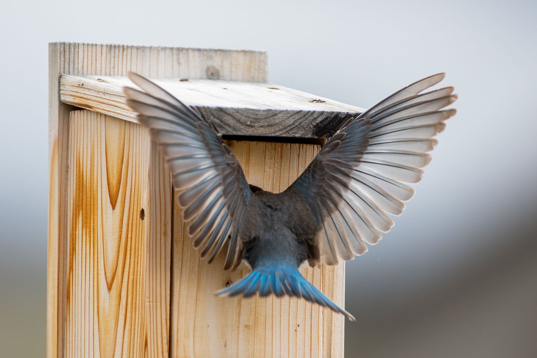 Bluebird trying to eject swallow from the nest box,.  Click for next photo.
