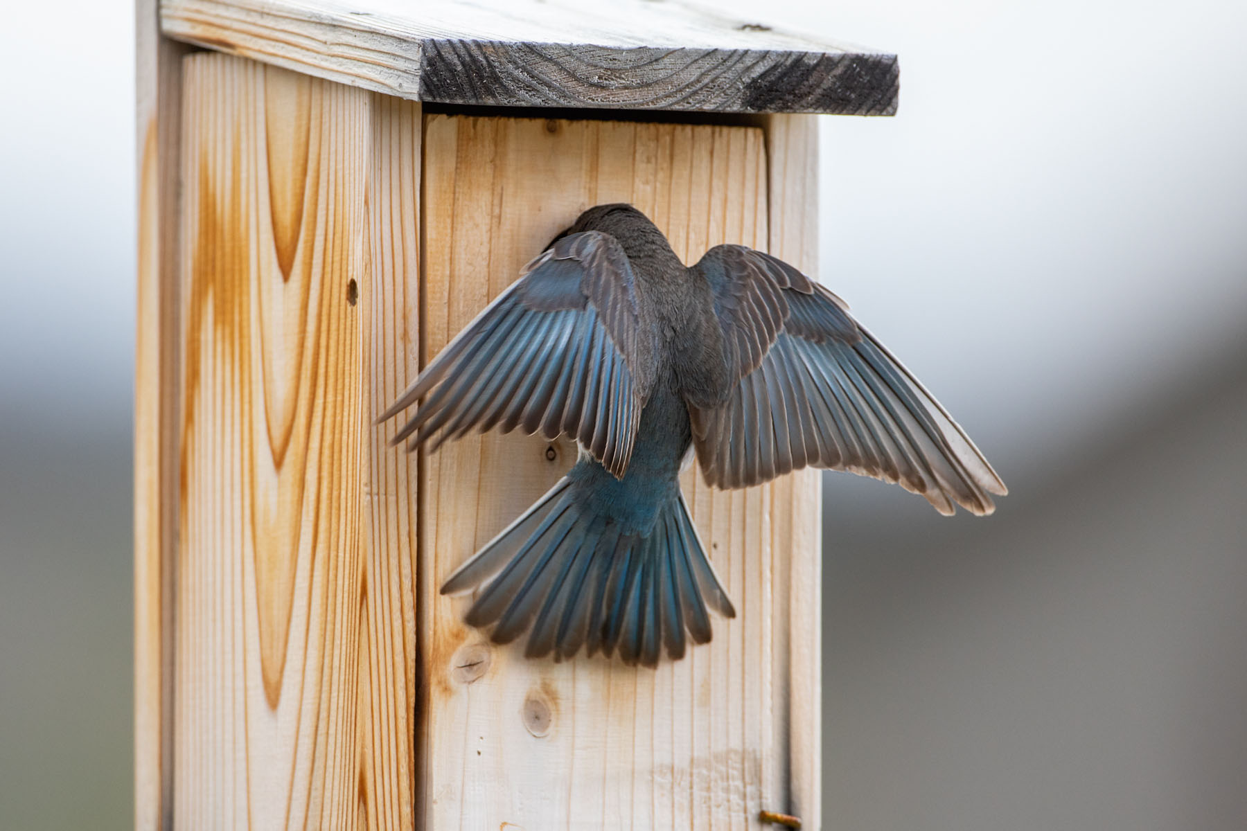 Bluebird trying to eject swallow from the nest box,.  Click for next photo.
