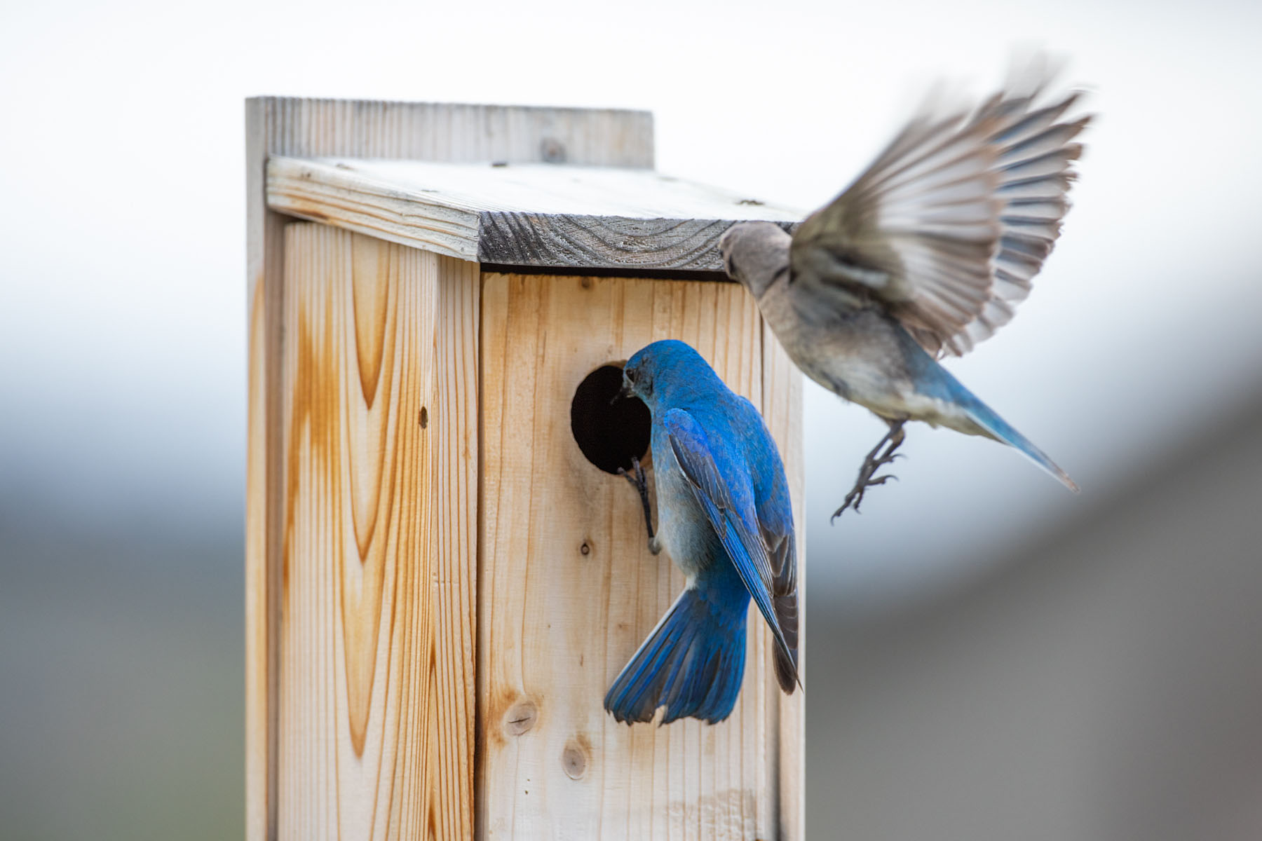 Bluebirds trying to eject swallow from the nest box.  Click for next photo.