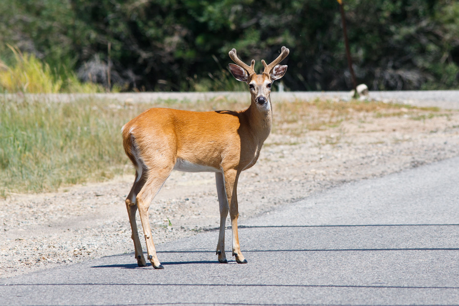 Deer in neighborhood.  Click for next photo.