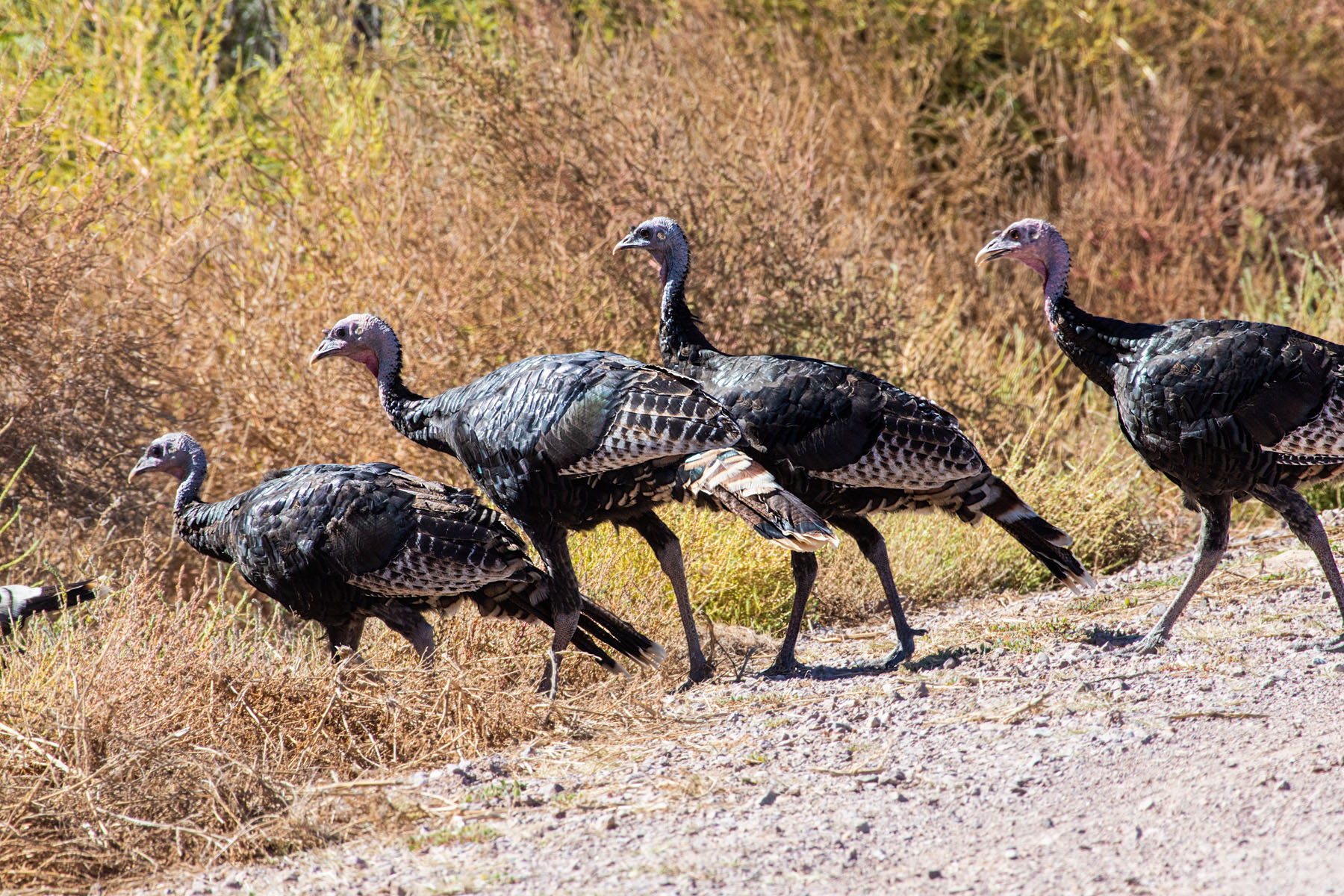 Turkeys, Bosque del Apache NWR.  Click for next photo.