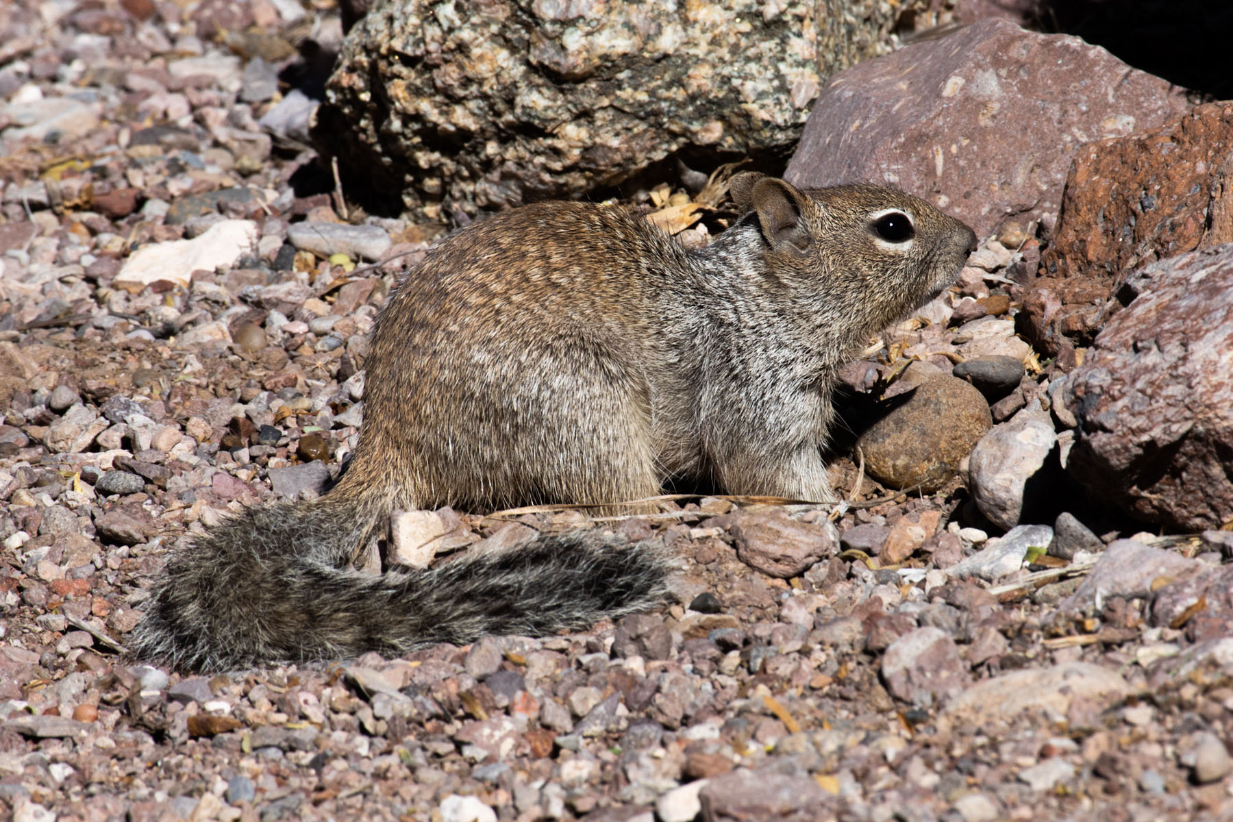 Rock Squirrel, Bosque del Apache NWR.  Click for next photo.