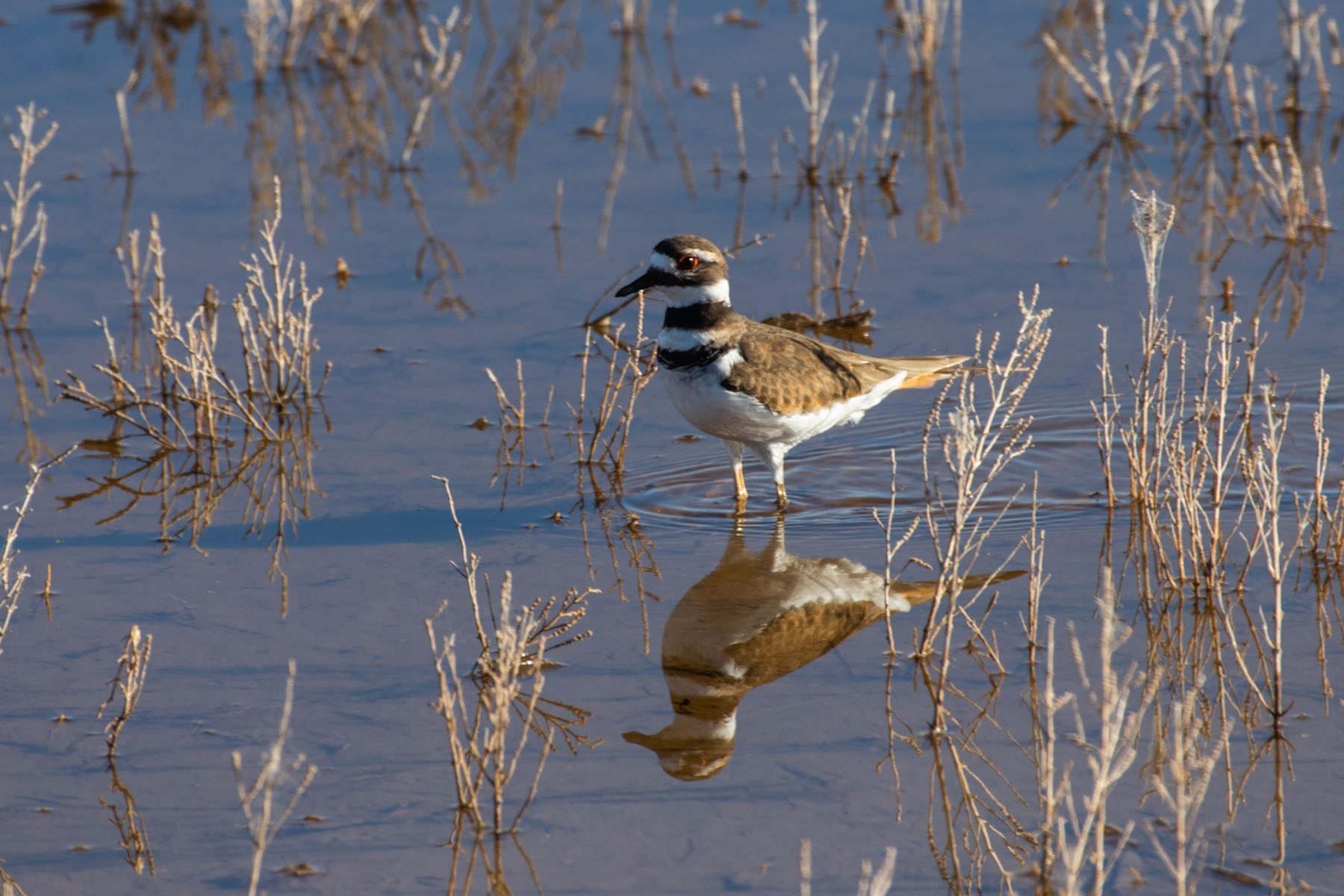 Plover, Bitter Lake NWR.  Click for next photo.