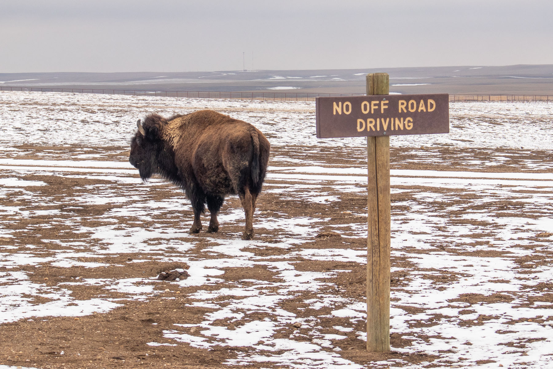 Bison surveys a bleak winter landscape, Badlands National Park.  Click for next photo.