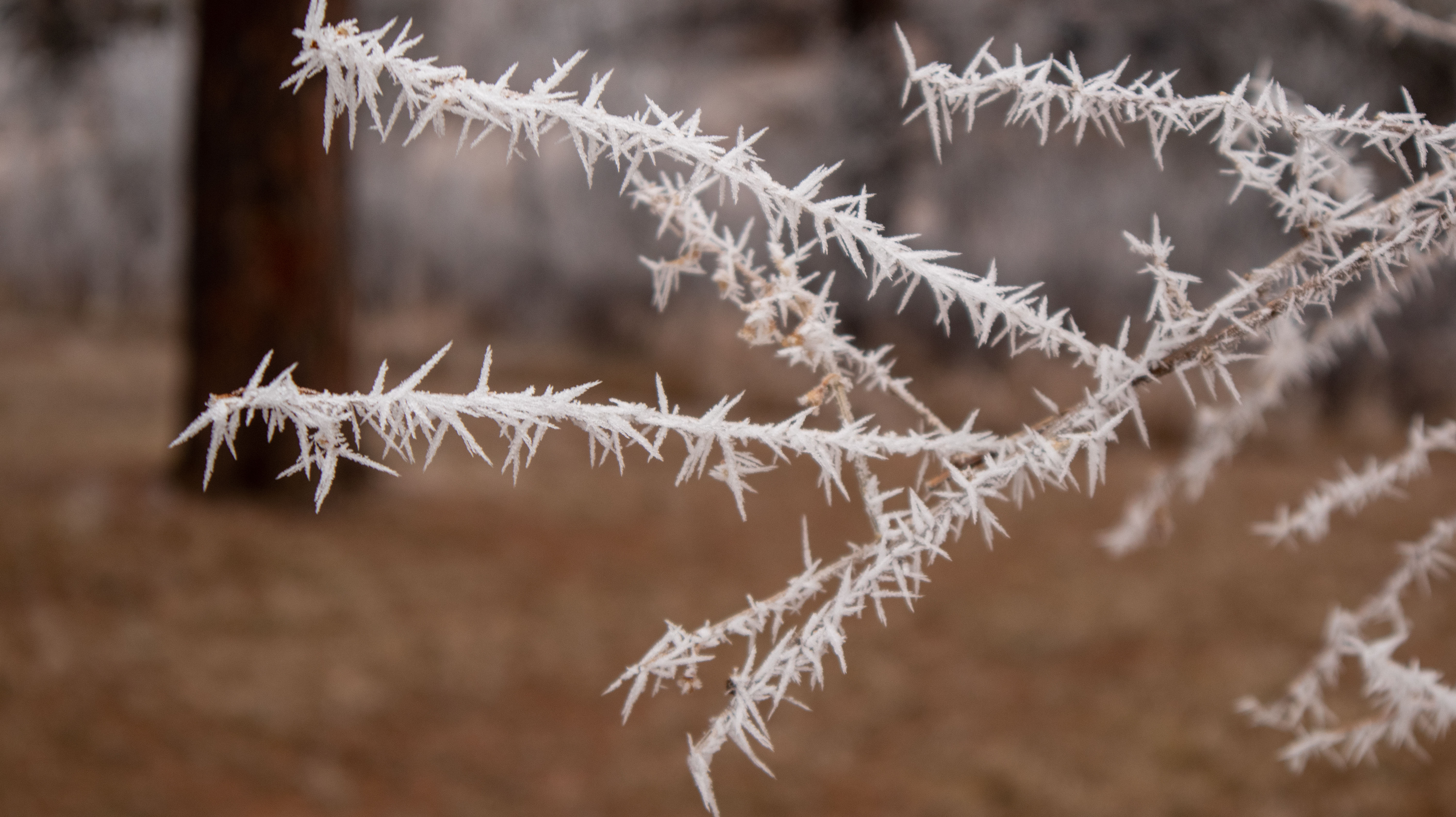 Ice crystals from freezing fog, Wind Cave National Park.  Click for next photo.