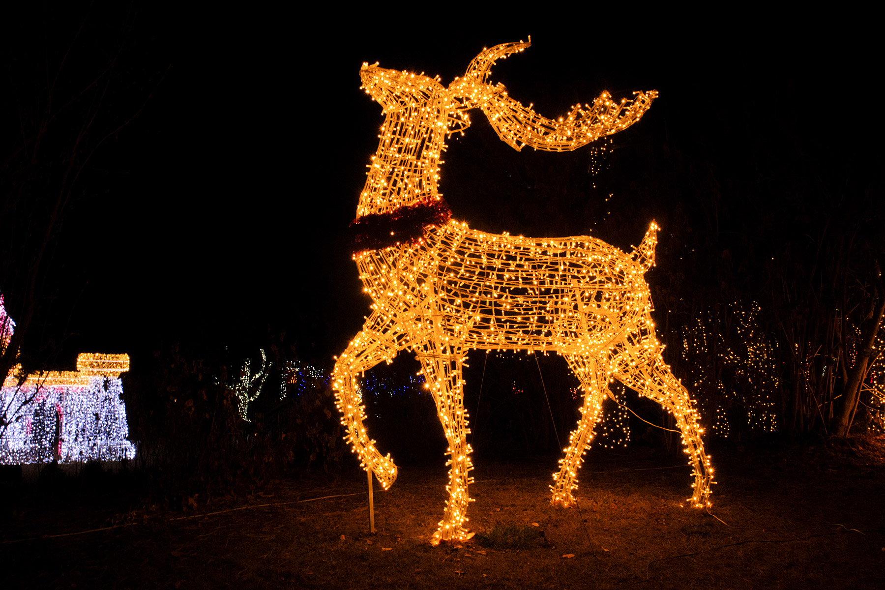 Christmas Lights at Zoo Montana.  Click for next photo.