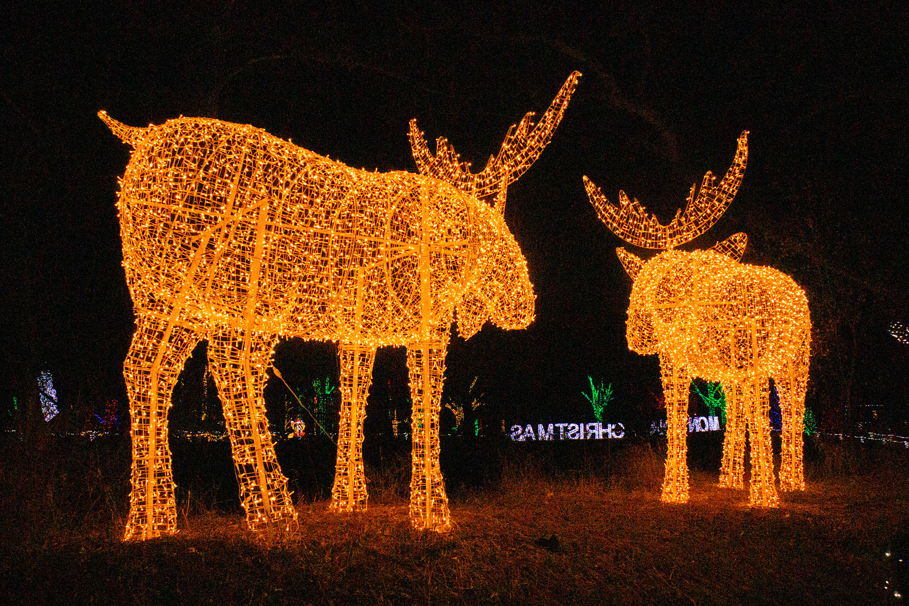 Christmas Lights at Zoo Montana.  Click for next photo.