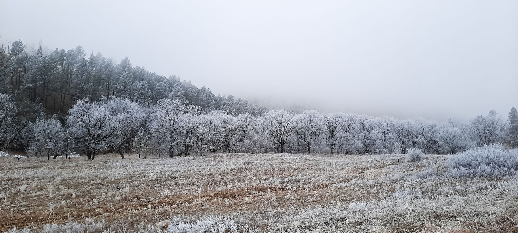 Freezing fog, Custer State Park.  Taken with my phone.  Click for next photo.