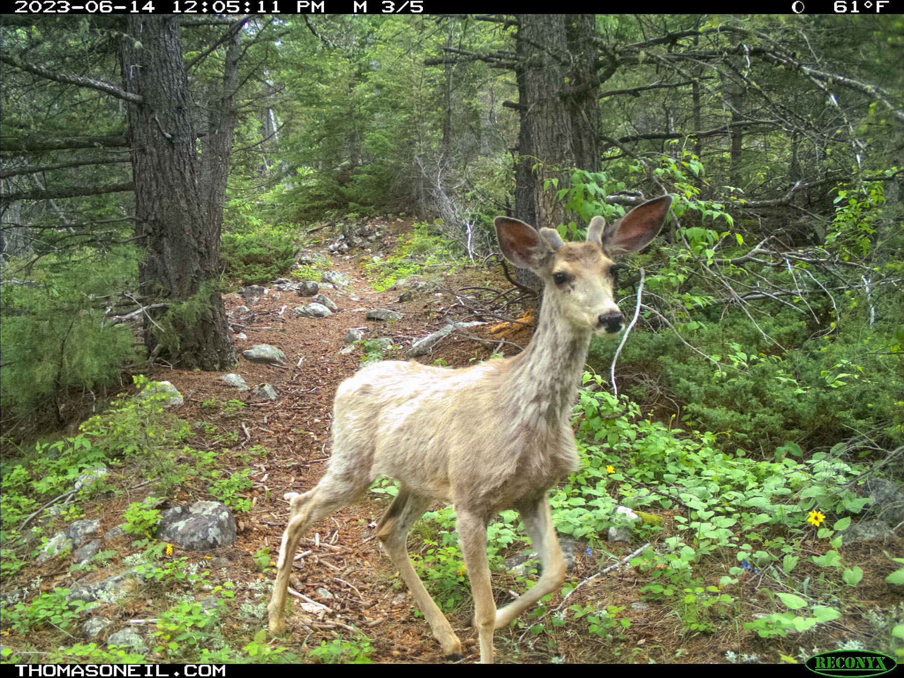 Deer on trailcam in the national forest.  Click for next photo.