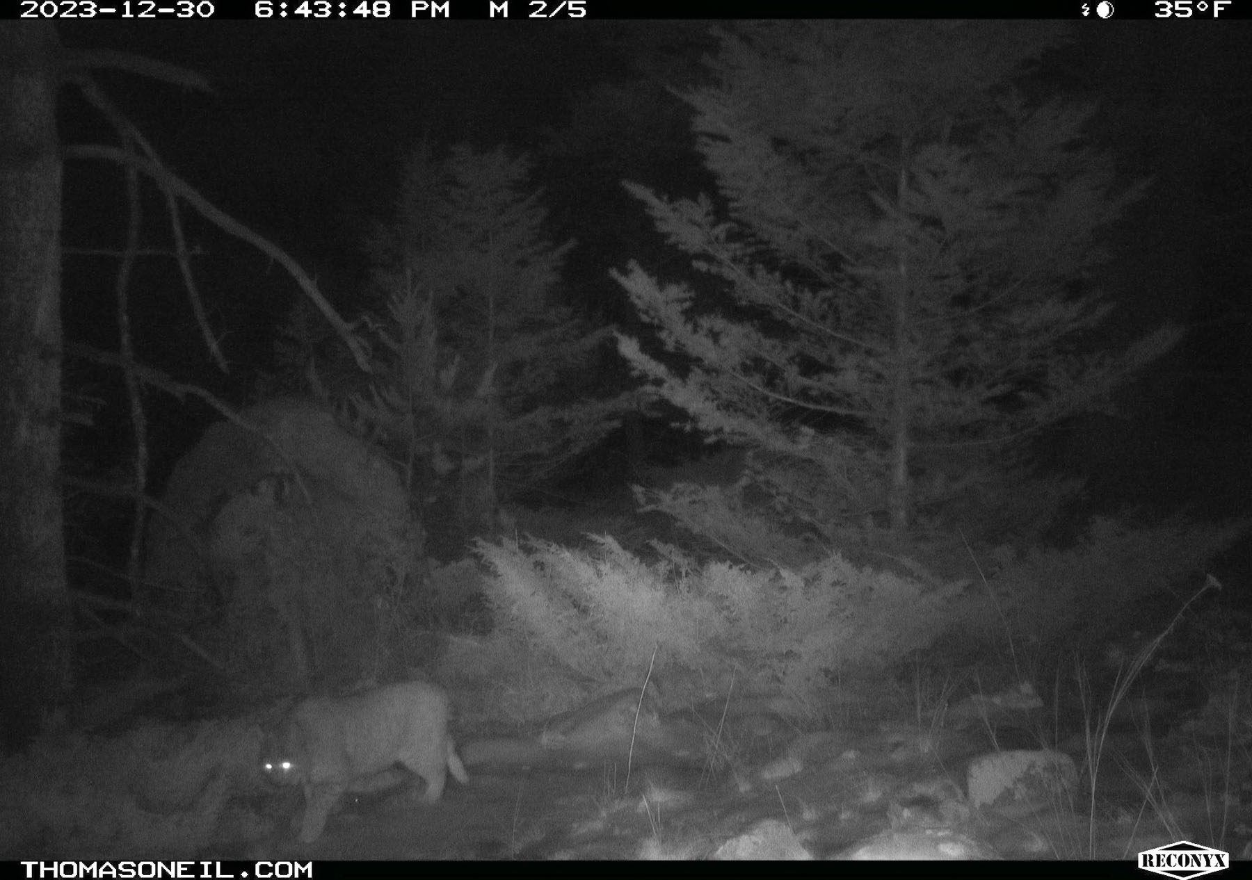 Bobcat in Custer Gallatin National Forest south of Red Lodge, MT.  Click for next photo.