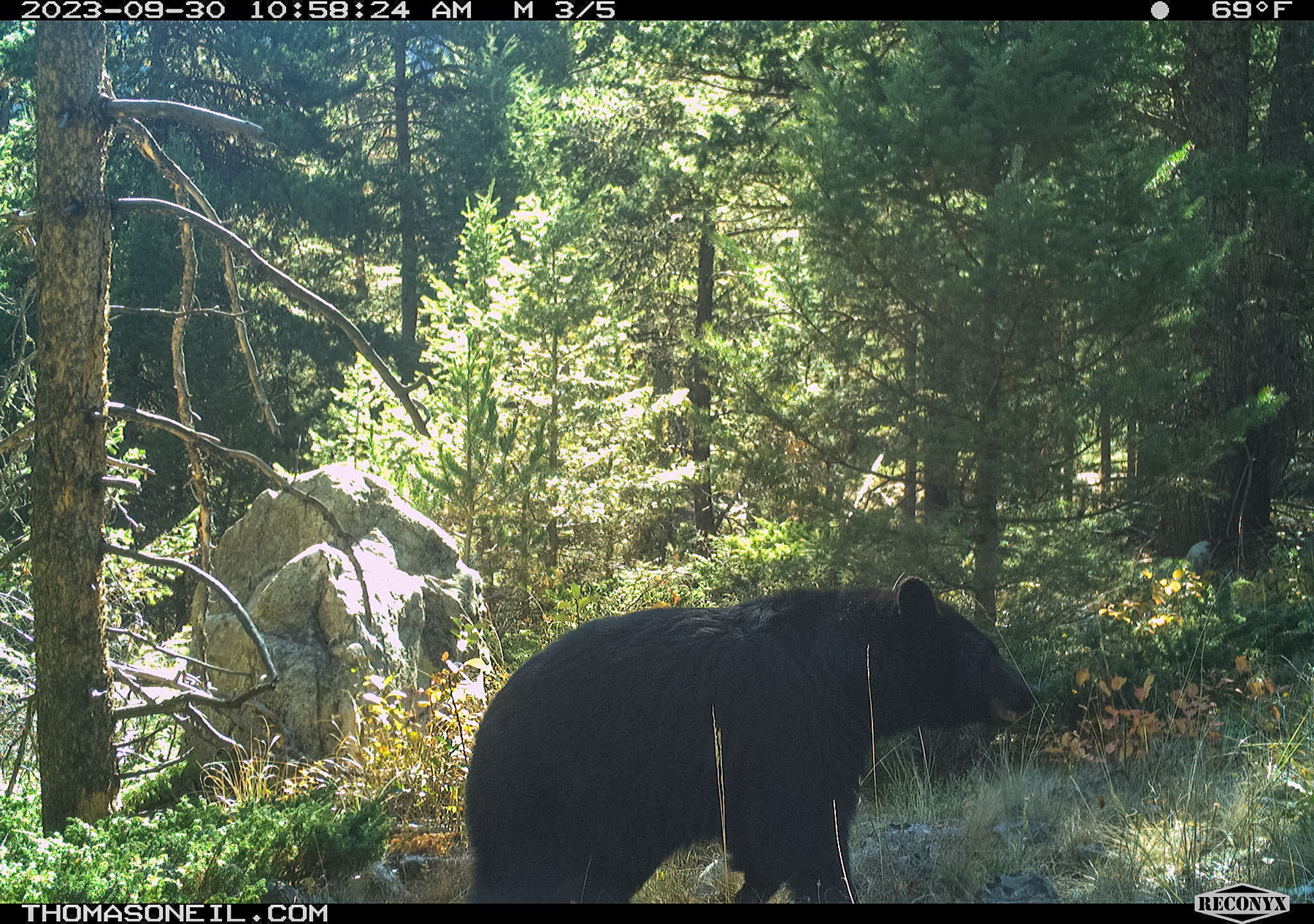 Black bear mama, Custer Gallatin National Forest, near Red Lodge, MT.  Click for next photo.