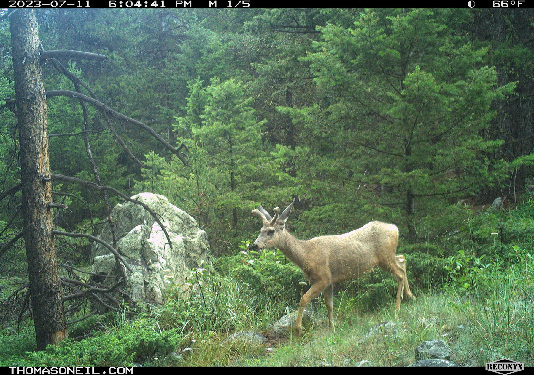 Deer on trailcam in national forest.  Click for next photo.