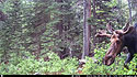 Moose in Custer Gallatin National Forest south of Red Lodge, MT, my brothers trail camera.