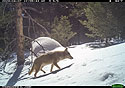 Coyote in nearby national forest.