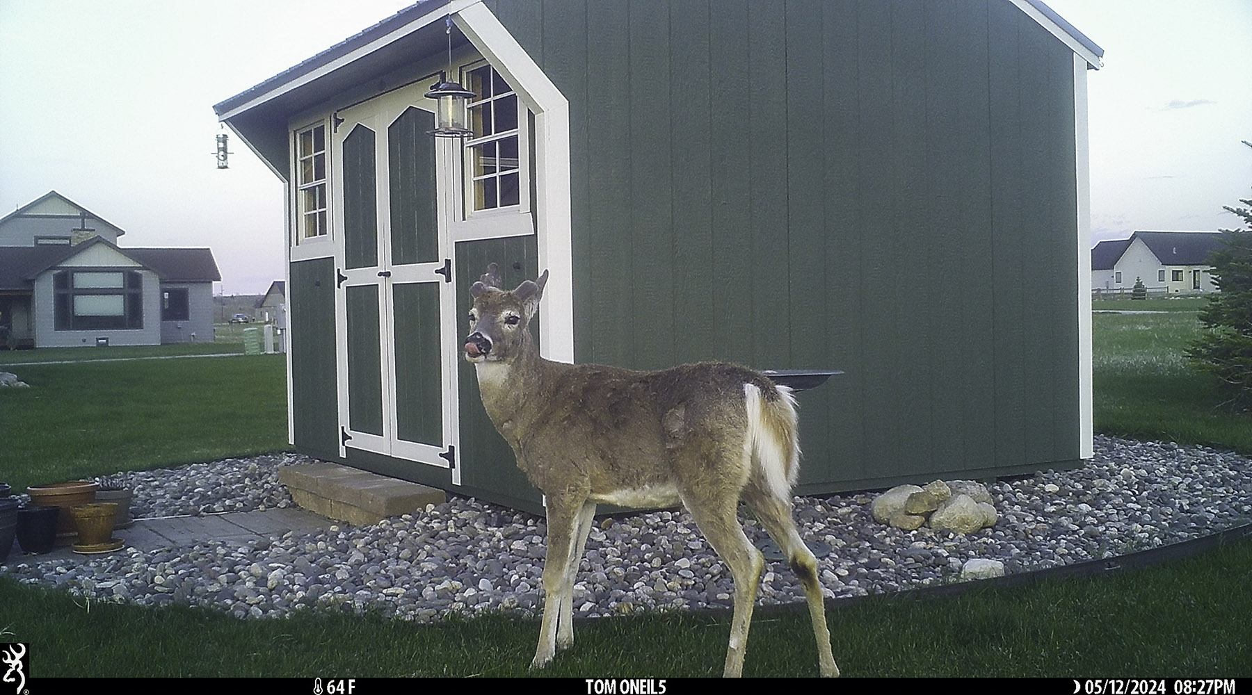 Deer on trailcam.  Click for next photo.