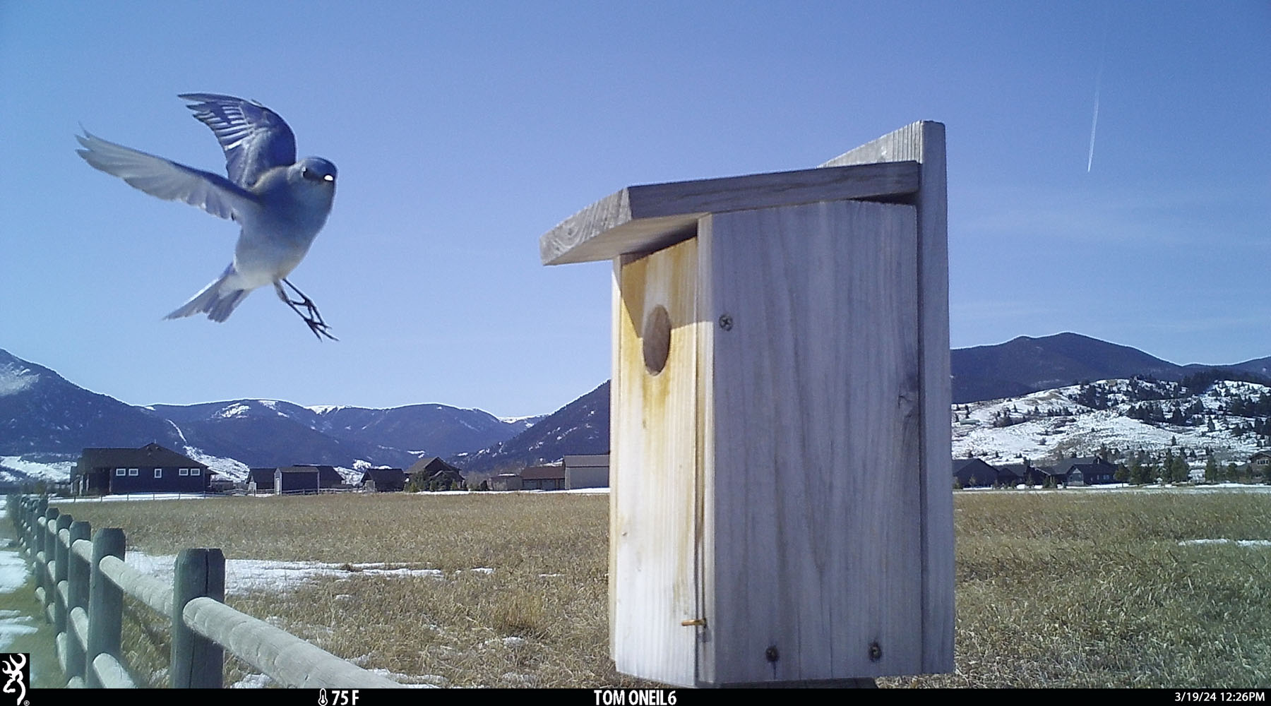First bluebird of the season, Red Lodge, MT.  Click for next photo.