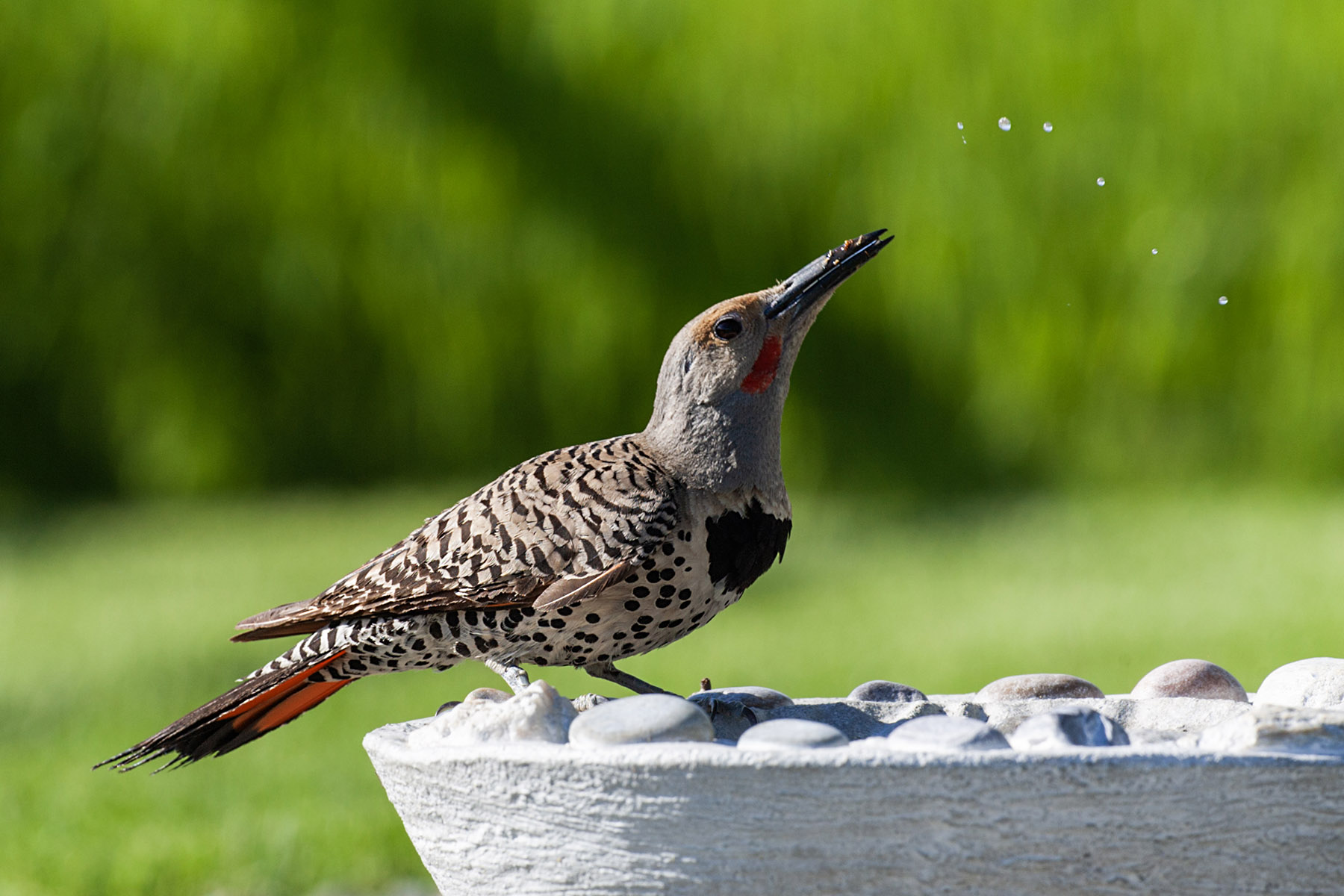 Northern Flicker (male), motion trigger.  Click for next photo.