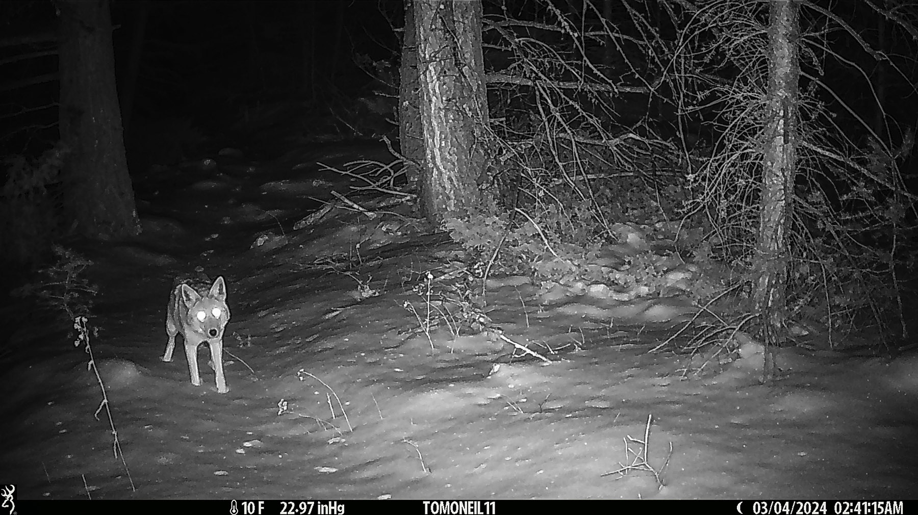 Coyote on trailcam.  Click for next photo.
