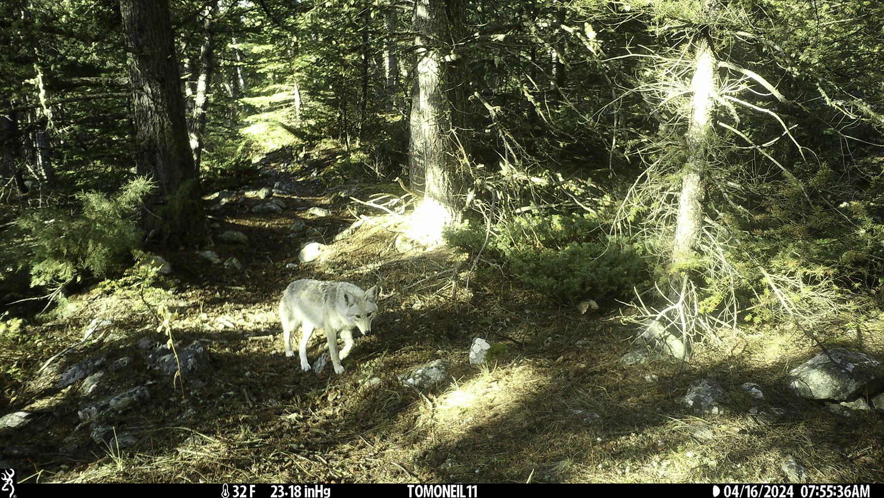 Coyote on trailcam.  Click for next photo.