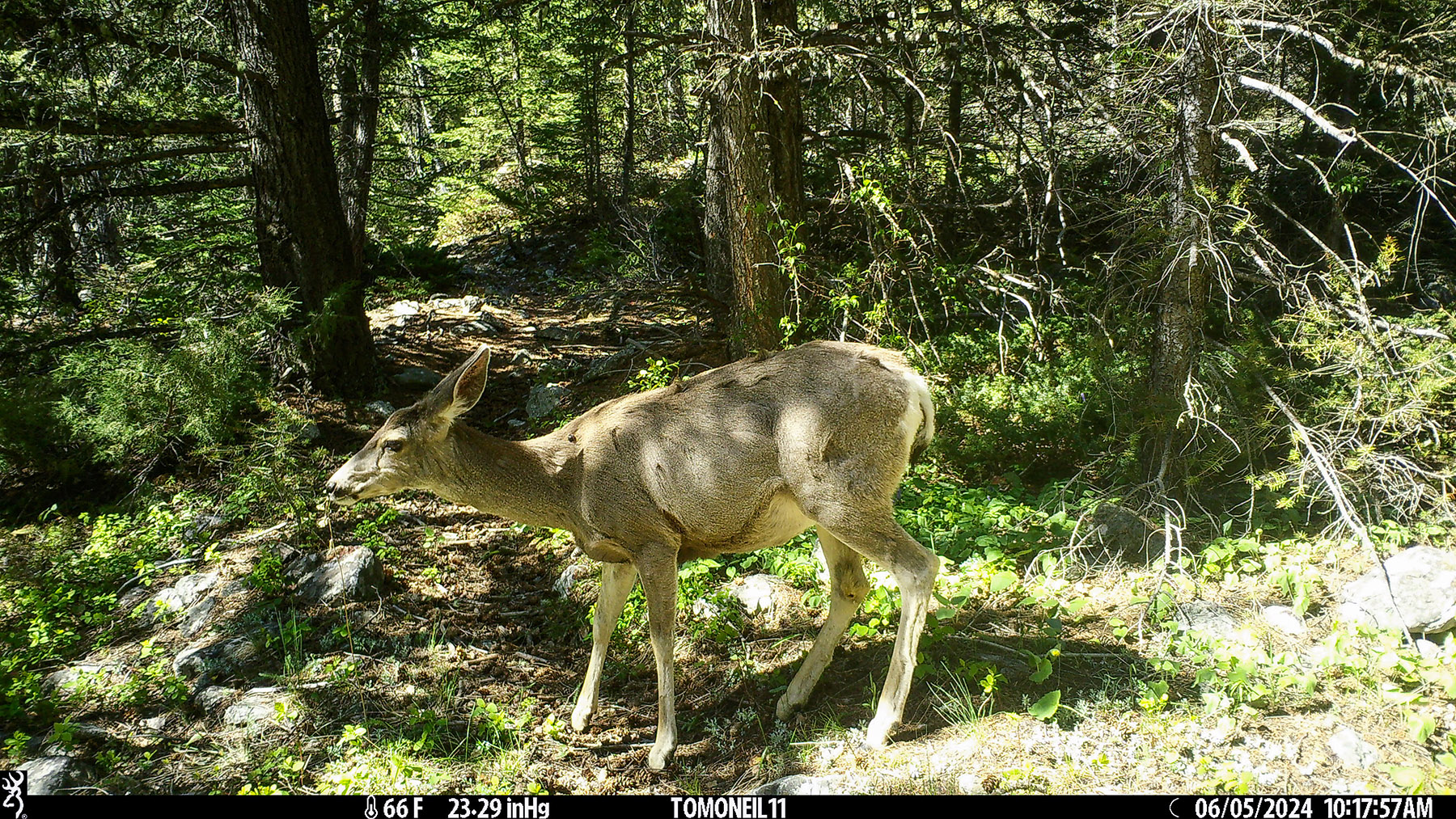 Deer on trailcam.  Click for next photo.