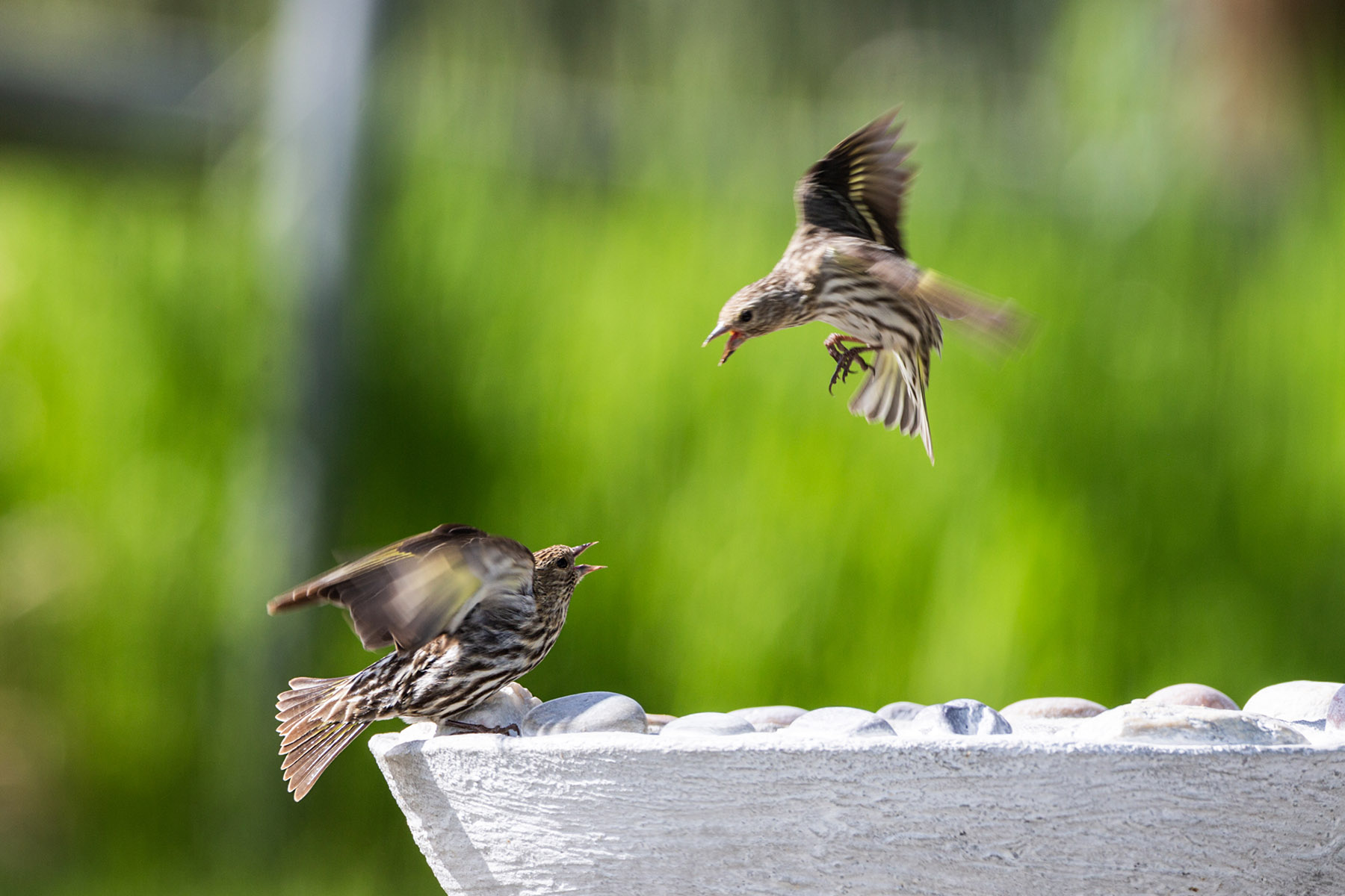 Sparrows arguing at the birdbath, motion trigger.  Click for next photo.
