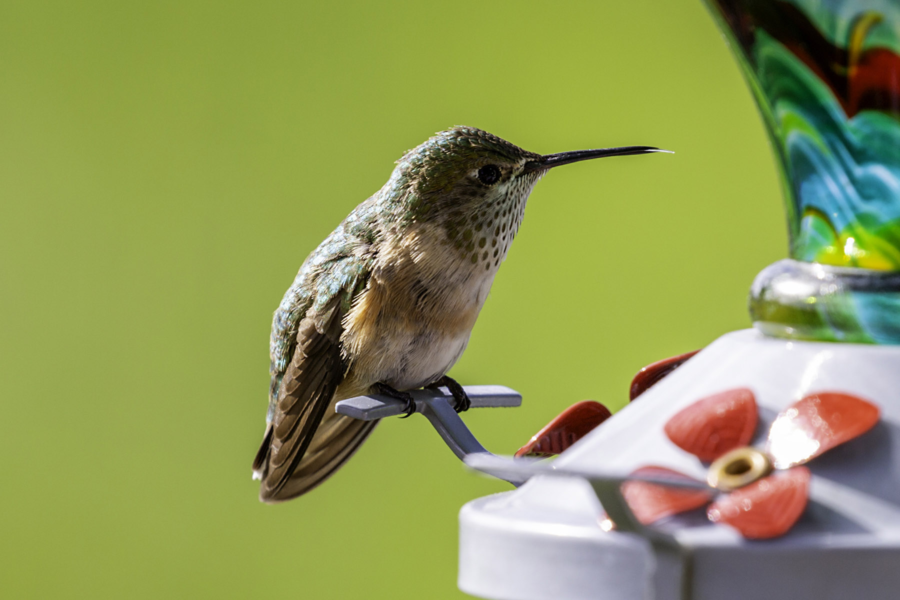 Hummingbird.  Click for next photo.