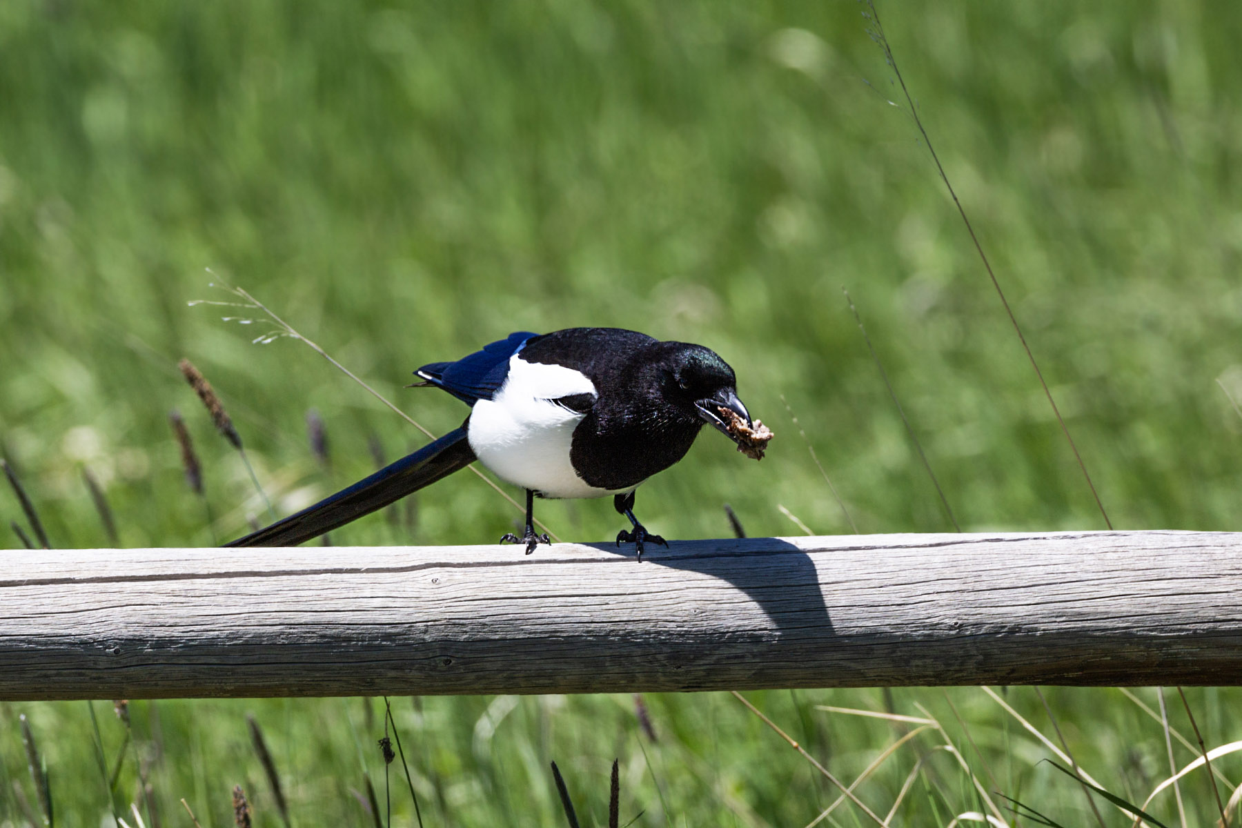 Magpie with...something.  Click for next photo.