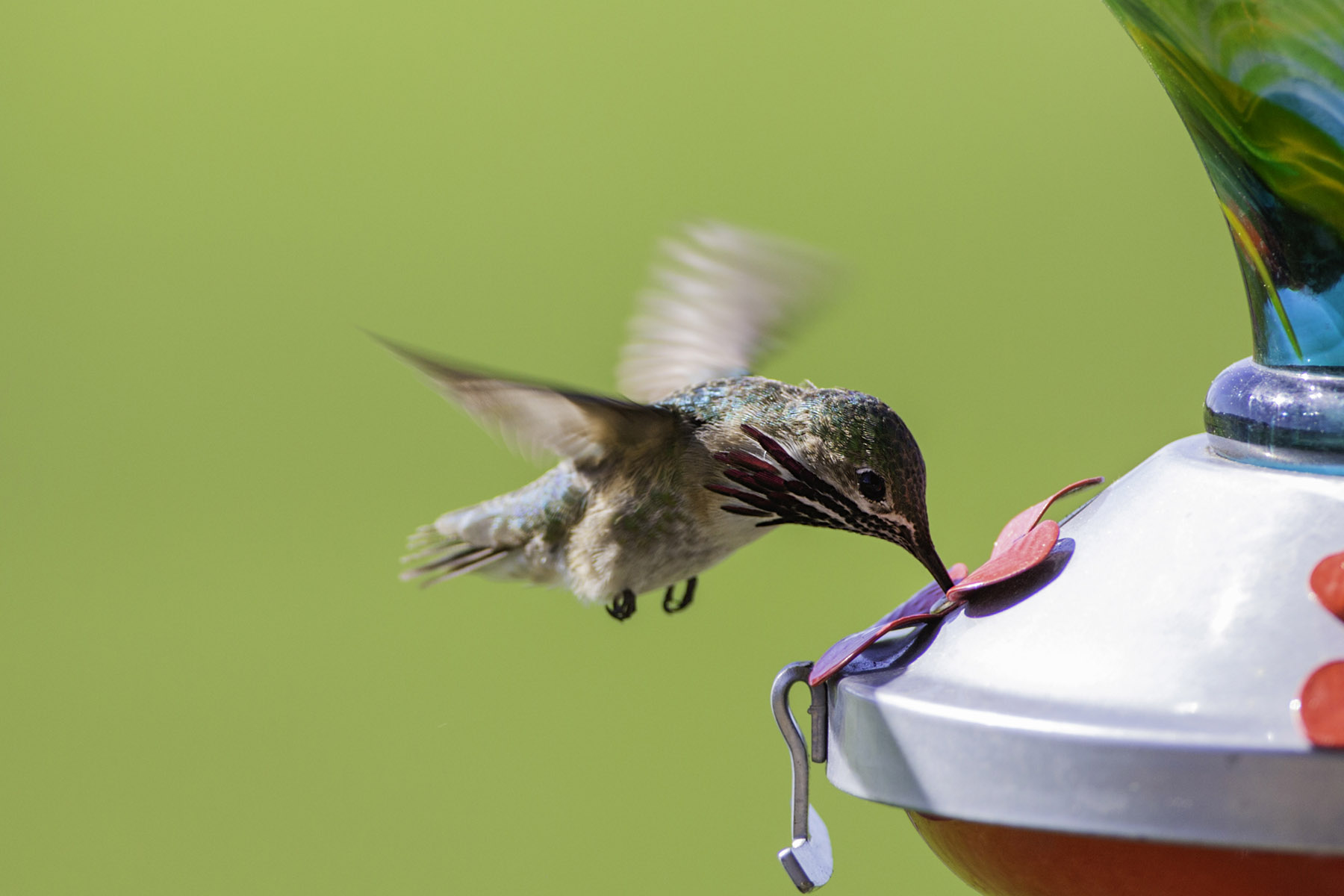 Hummingbird (male).  Click for next photo.