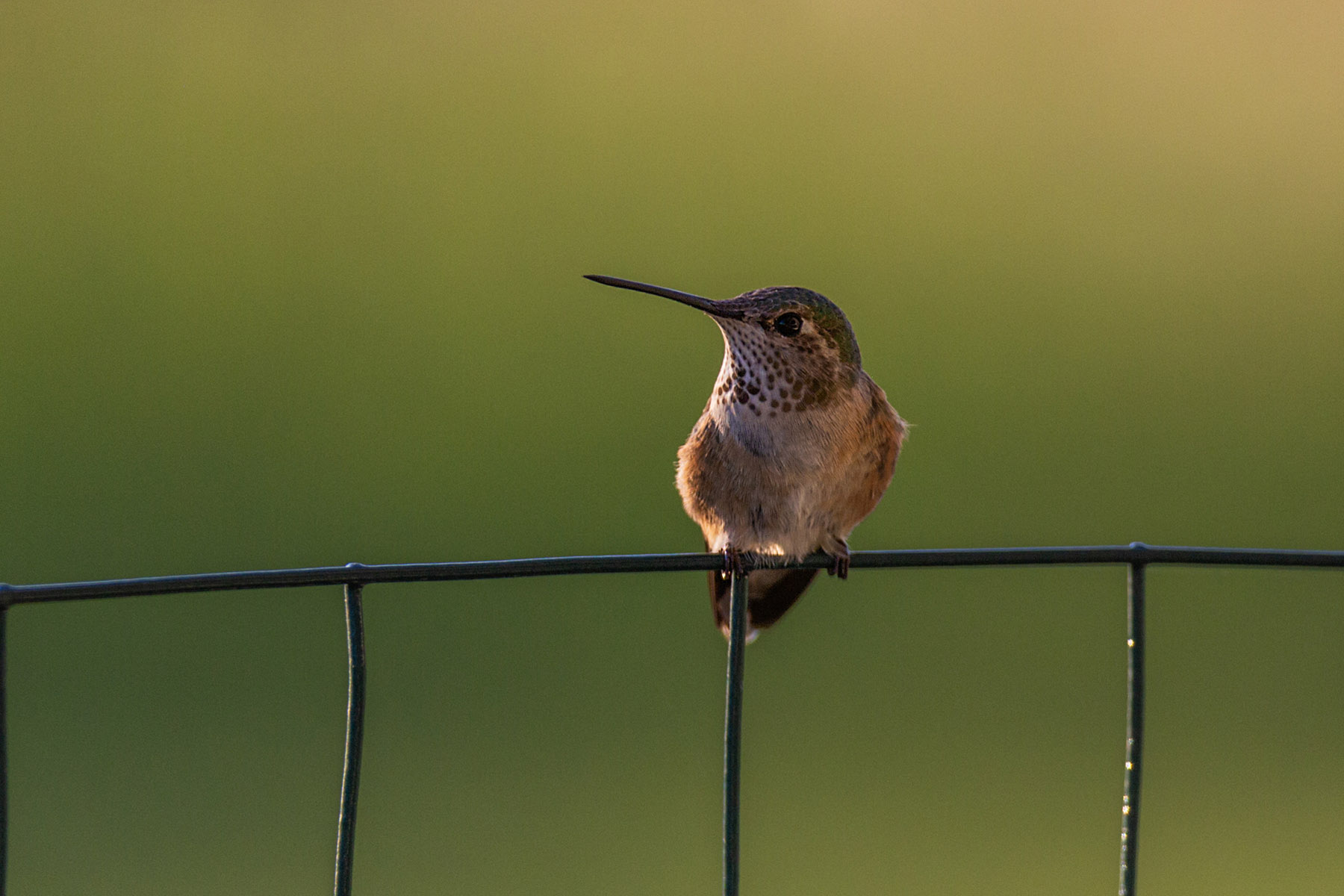 Hummingbird.  Click for next photo.