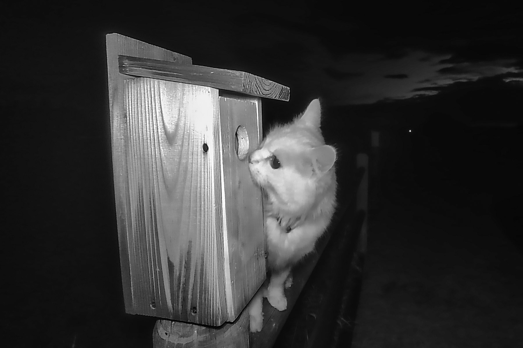 Cat checks out bird box in the early morning hours.  Click for next photo.